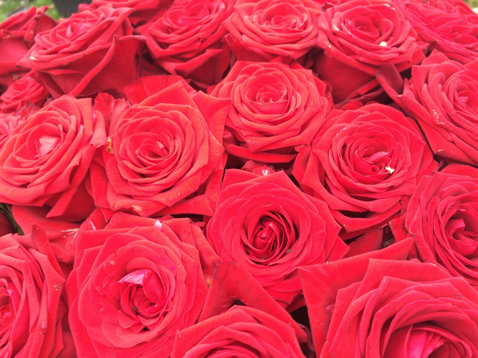 iPhone 5s back camera 4.15mm f/2.2 sample photo. Red roses, bouquet, bouquet photography