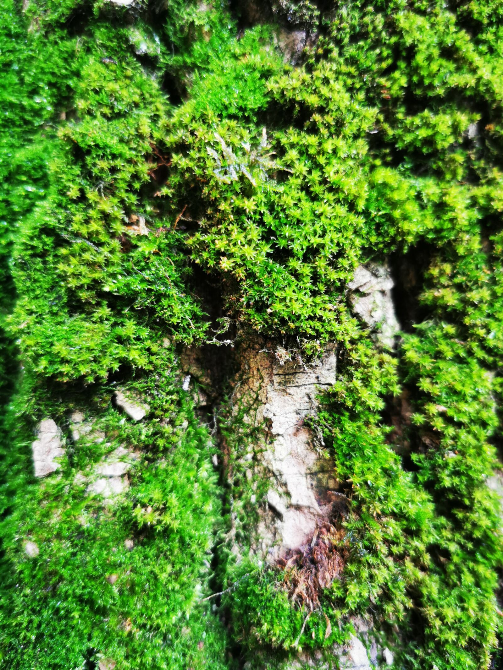 HUAWEI P30 Pro sample photo. Moss, bark, mountains photography