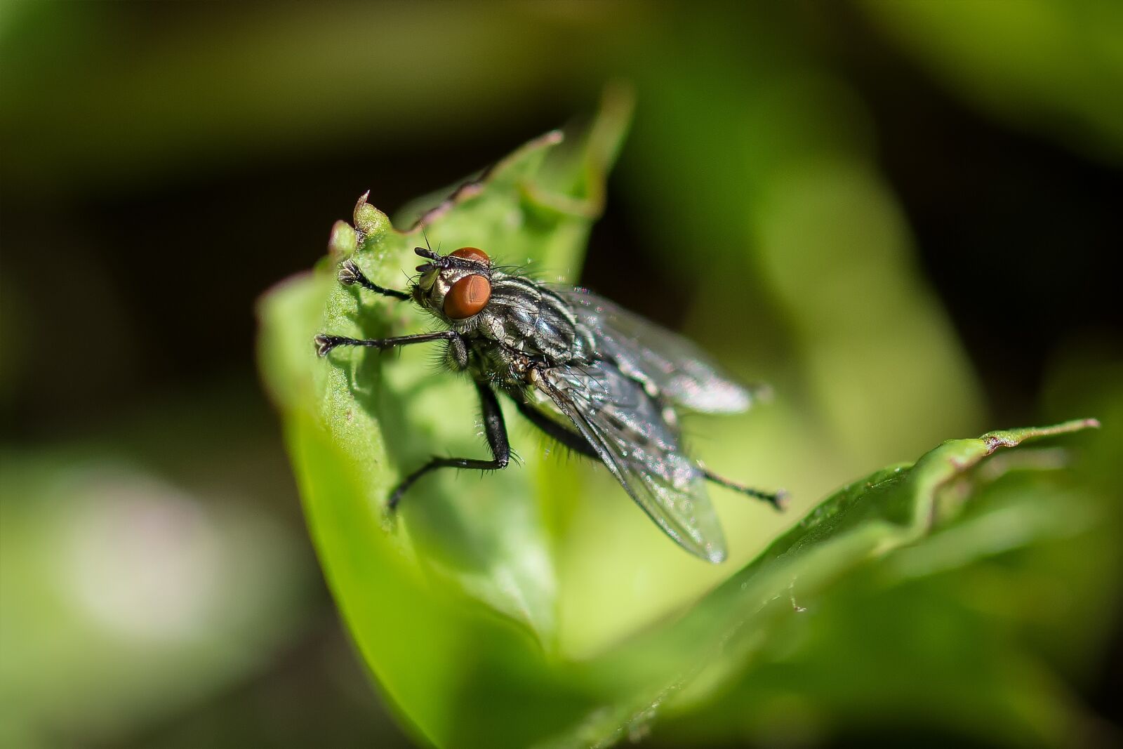 Nikon D7200 sample photo. Fly, carnivore, macro photography