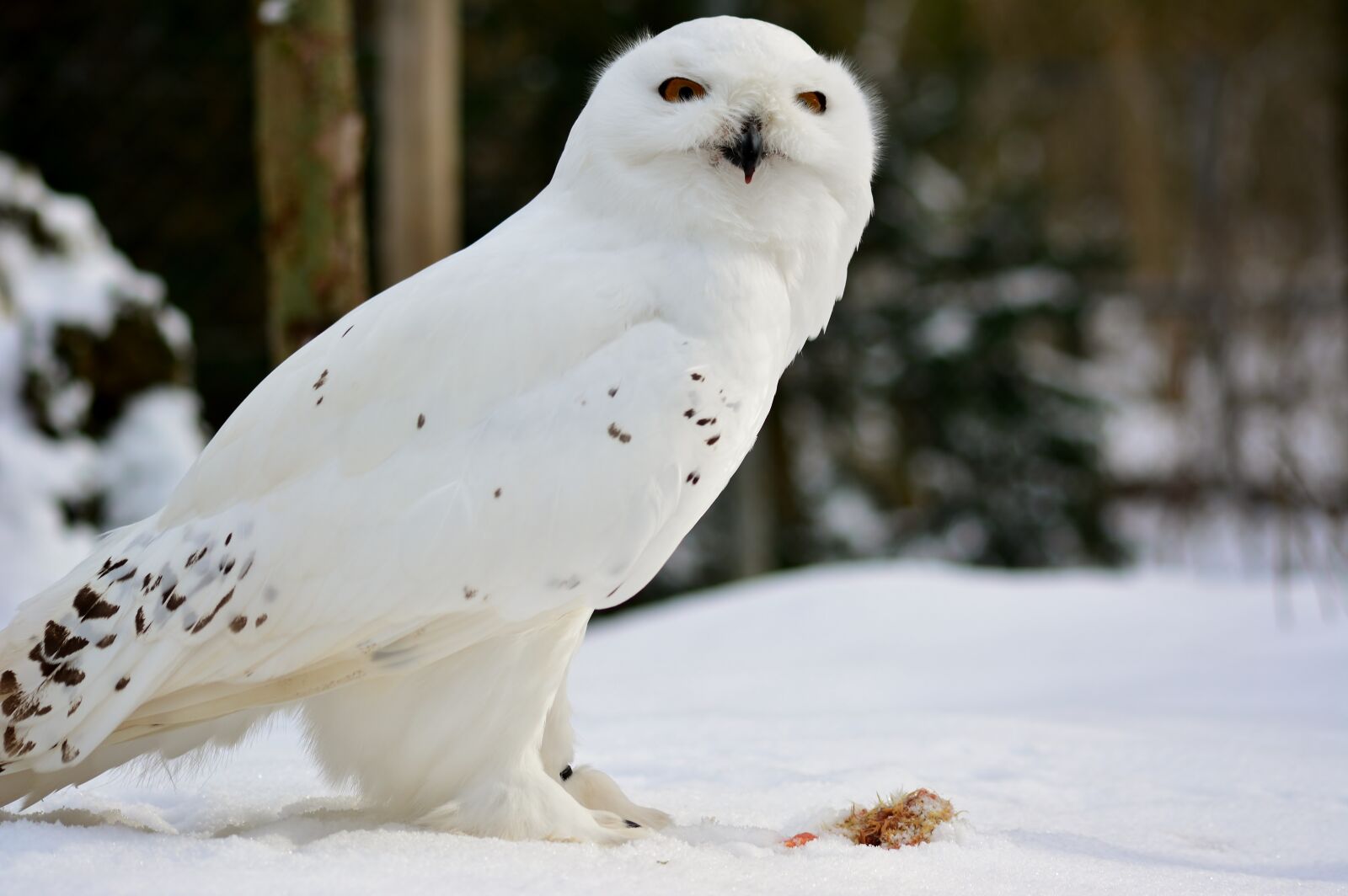Nikon D5200 sample photo. Owl, snow, bird of photography