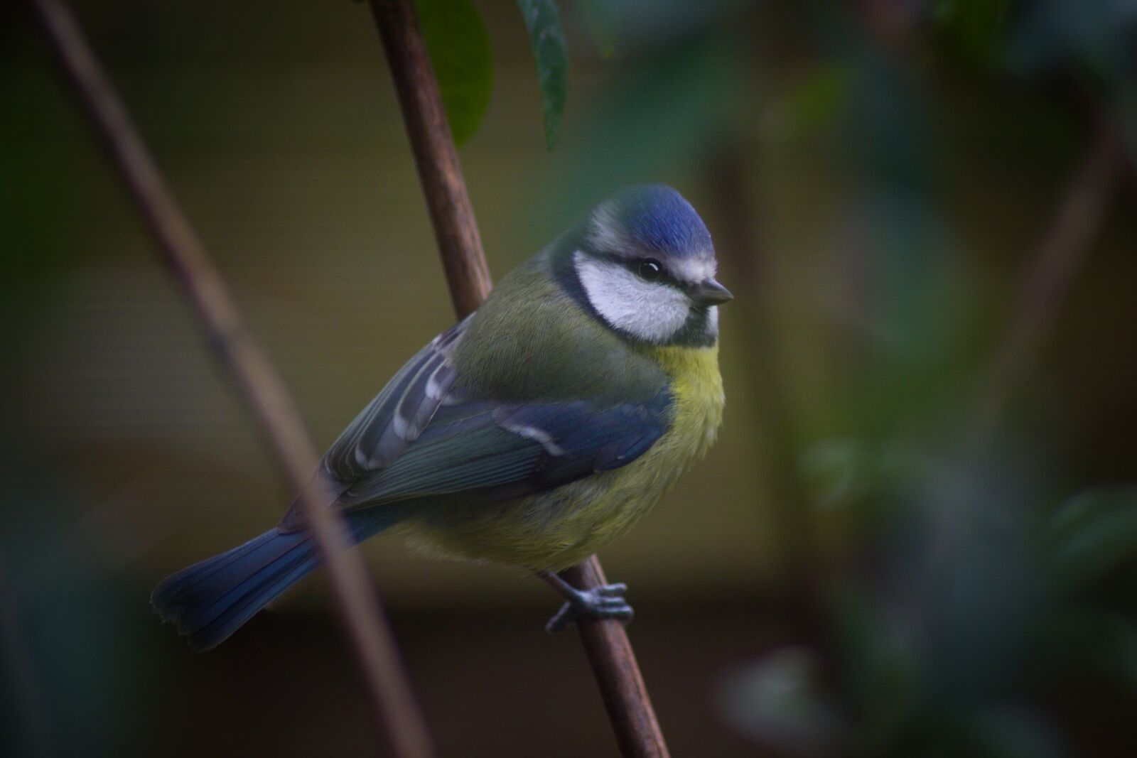 Pentax K-70 sample photo. Bird, animal world, nature photography