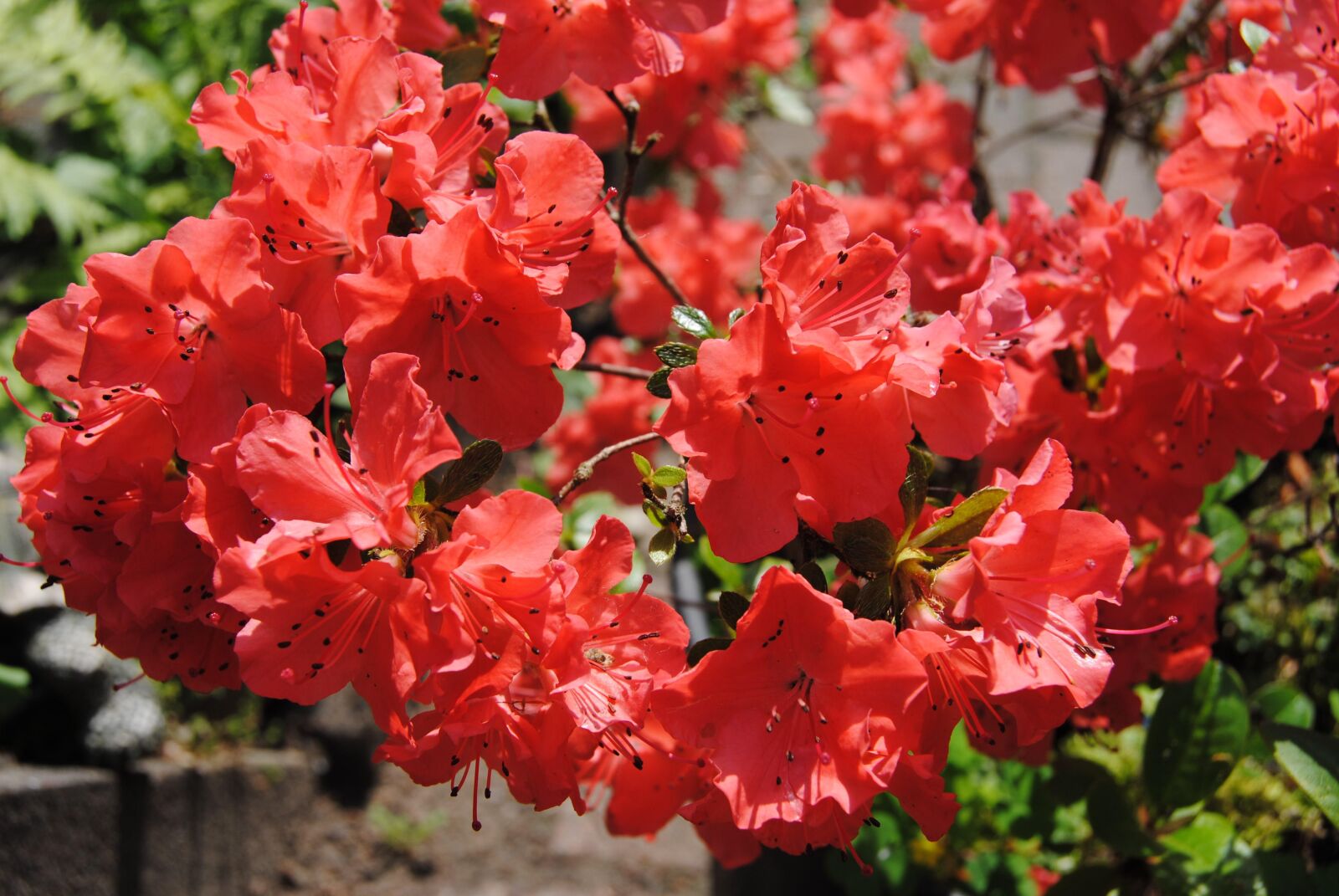 Nikon D3000 sample photo. Summer flower, red, garden photography