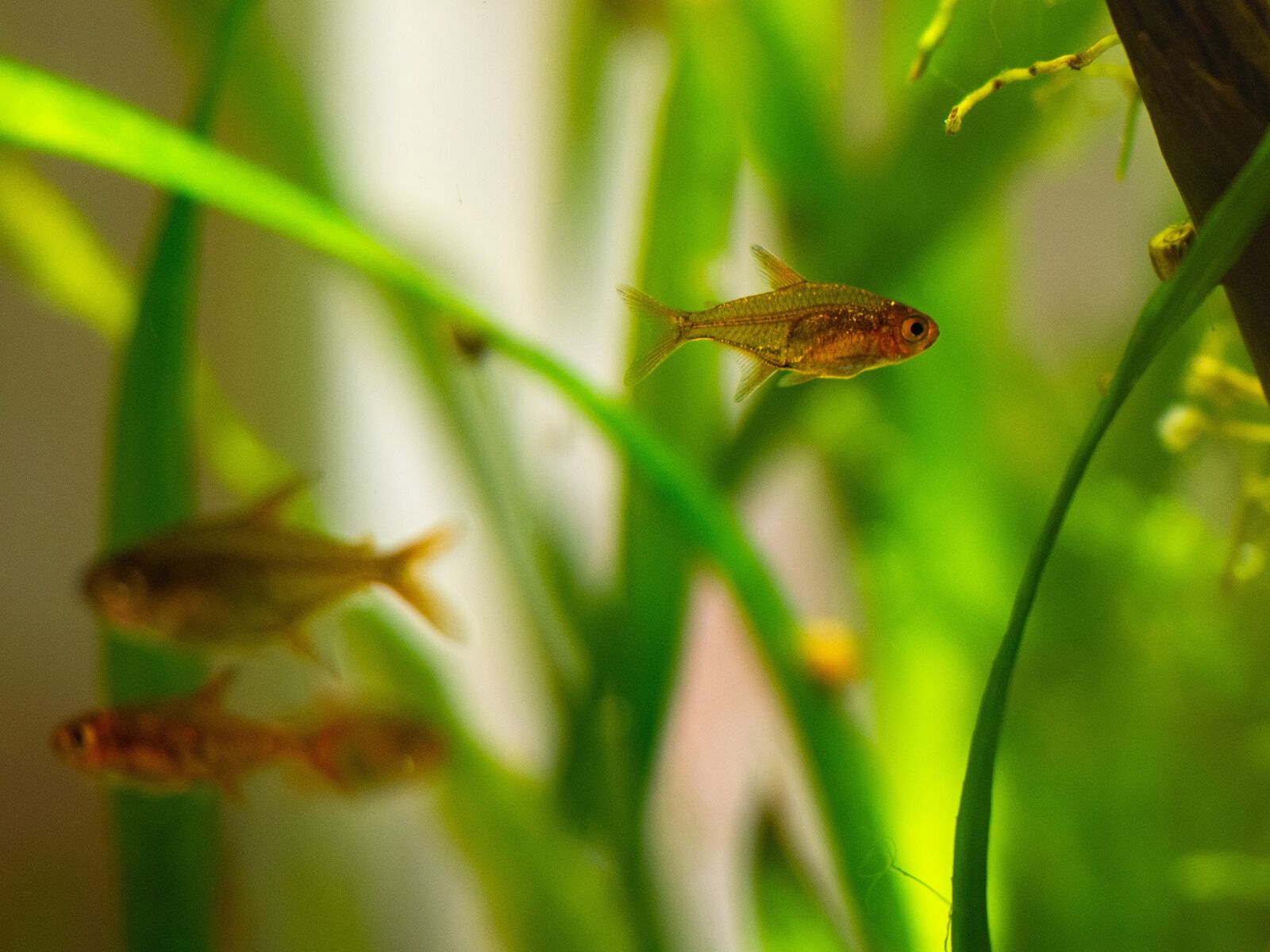 Olympus OM-D E-M10 III sample photo. Aquarium, fish, tetra photography