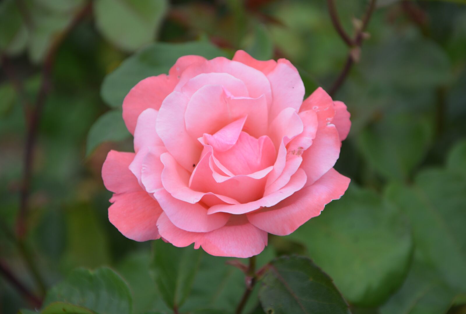 Nikon D5200 sample photo. Pink, rosebush, spice photography