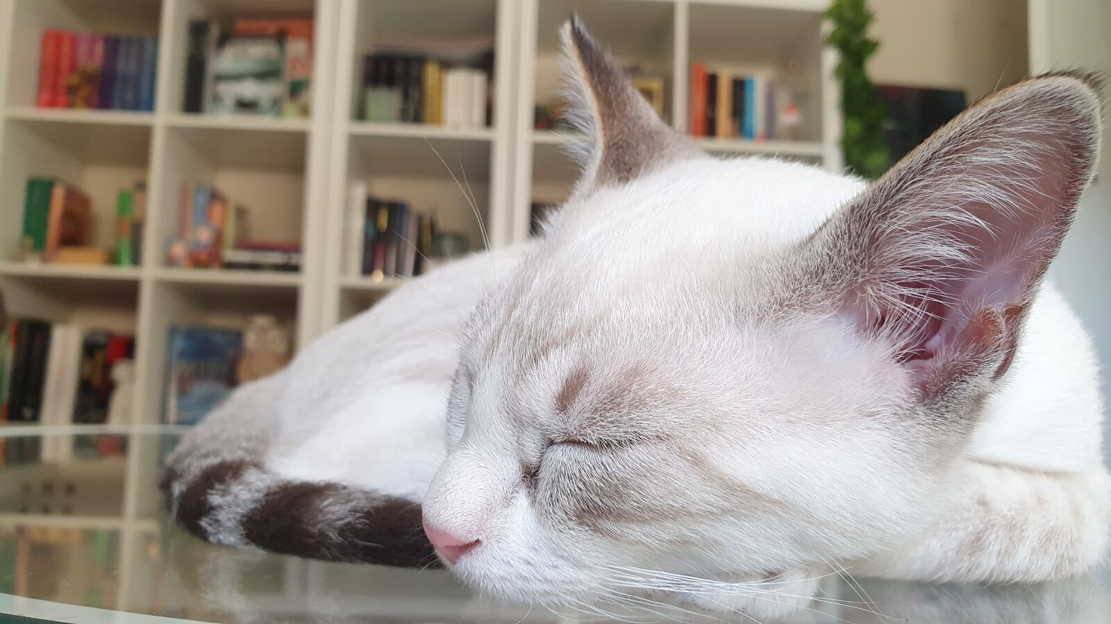 Samsung SM-G973F sample photo. Library, cat, kitten photography