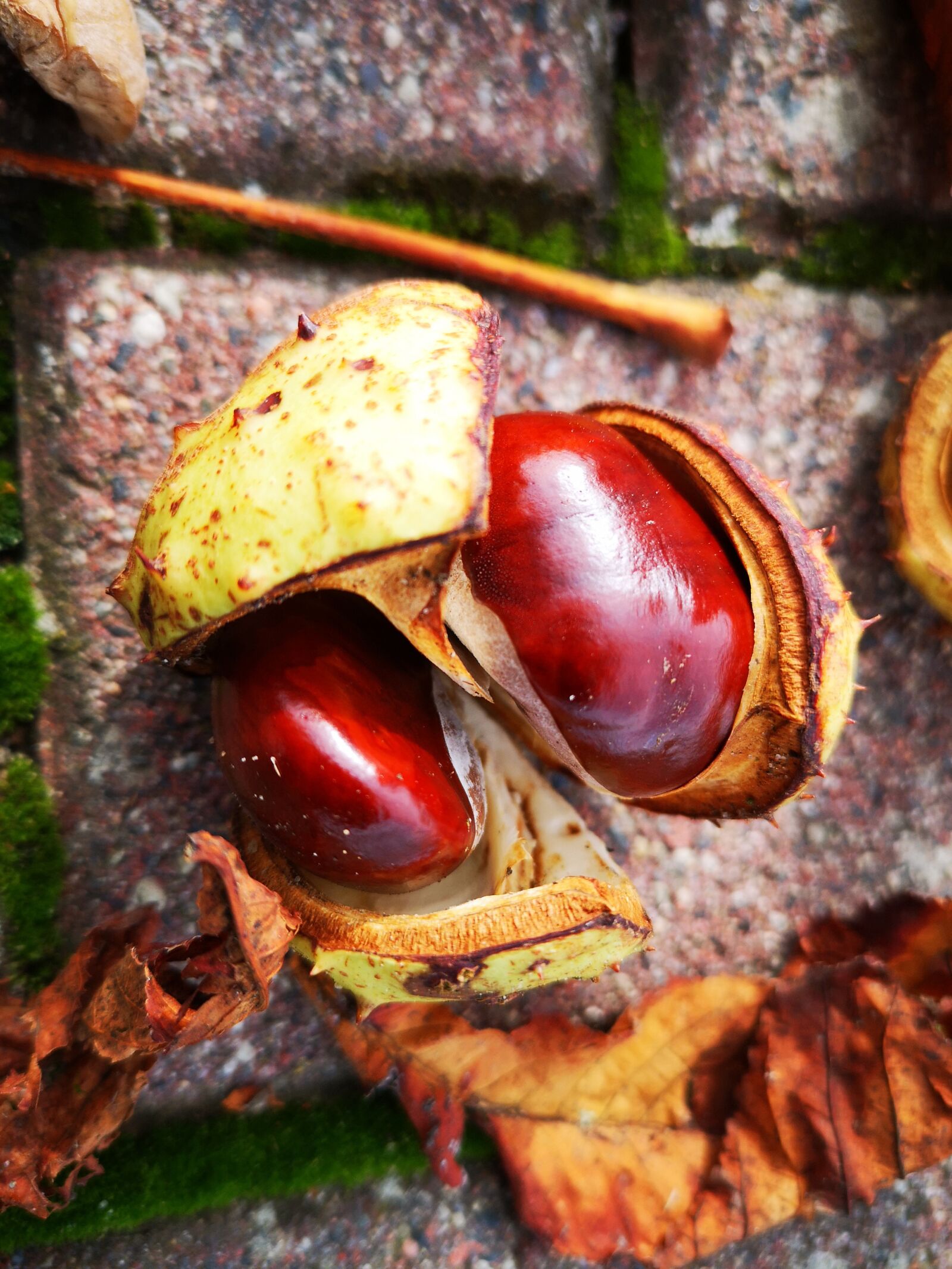 HUAWEI CLT-L29 sample photo. Autumn, chestnut, beautiful photography
