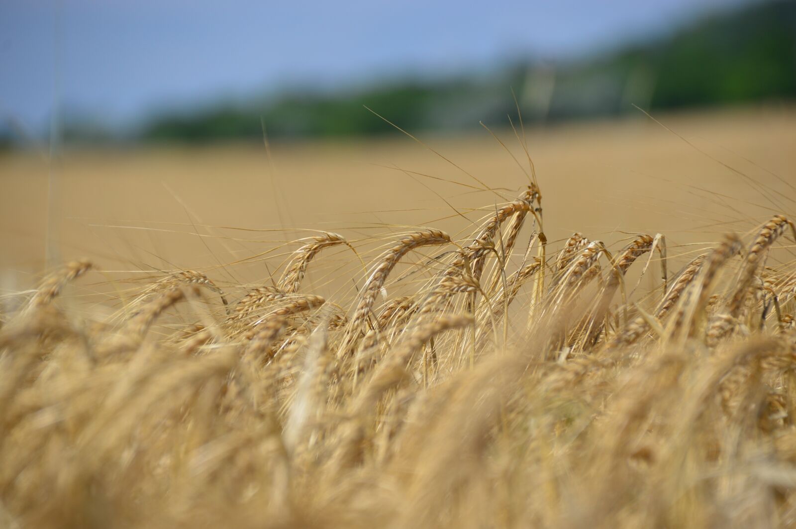 Nikon D3200 sample photo. Wheatfield, wallpaper, nature photography