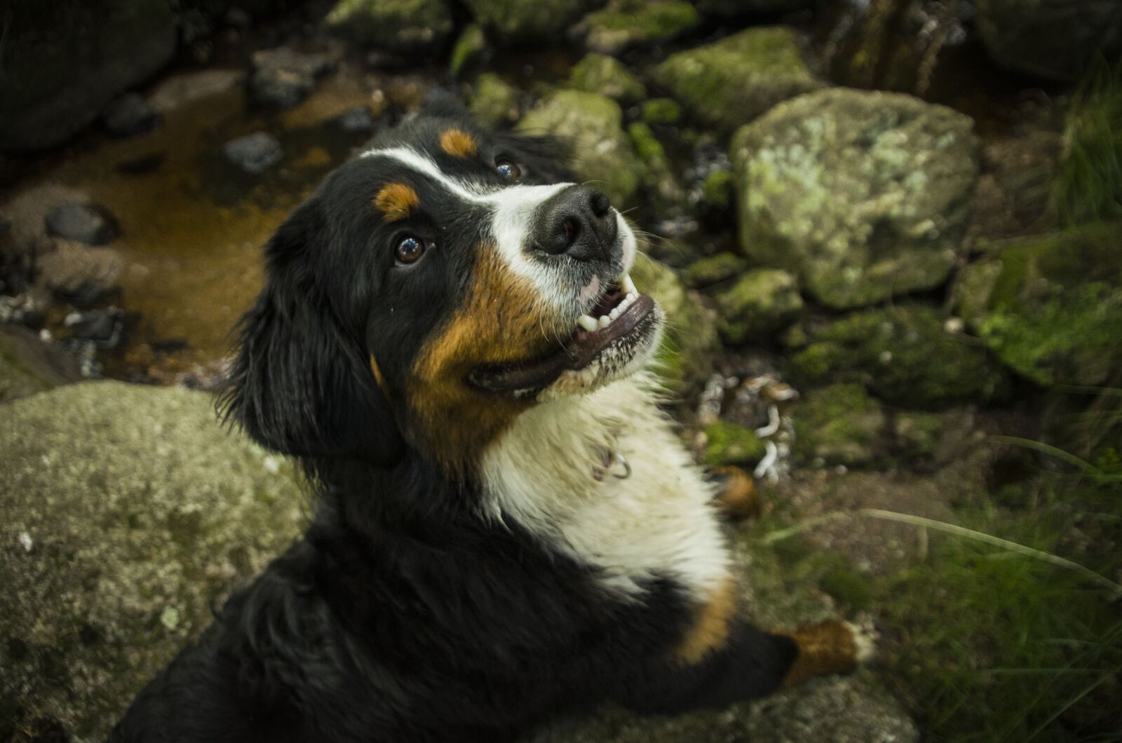 Nikon D7000 sample photo. Dog, outdoors, nature photography
