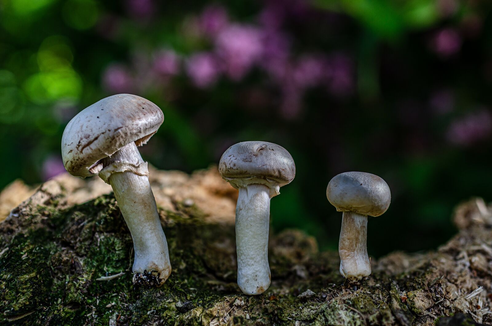 Nikon D7000 sample photo. Fungus, paris, nature photography