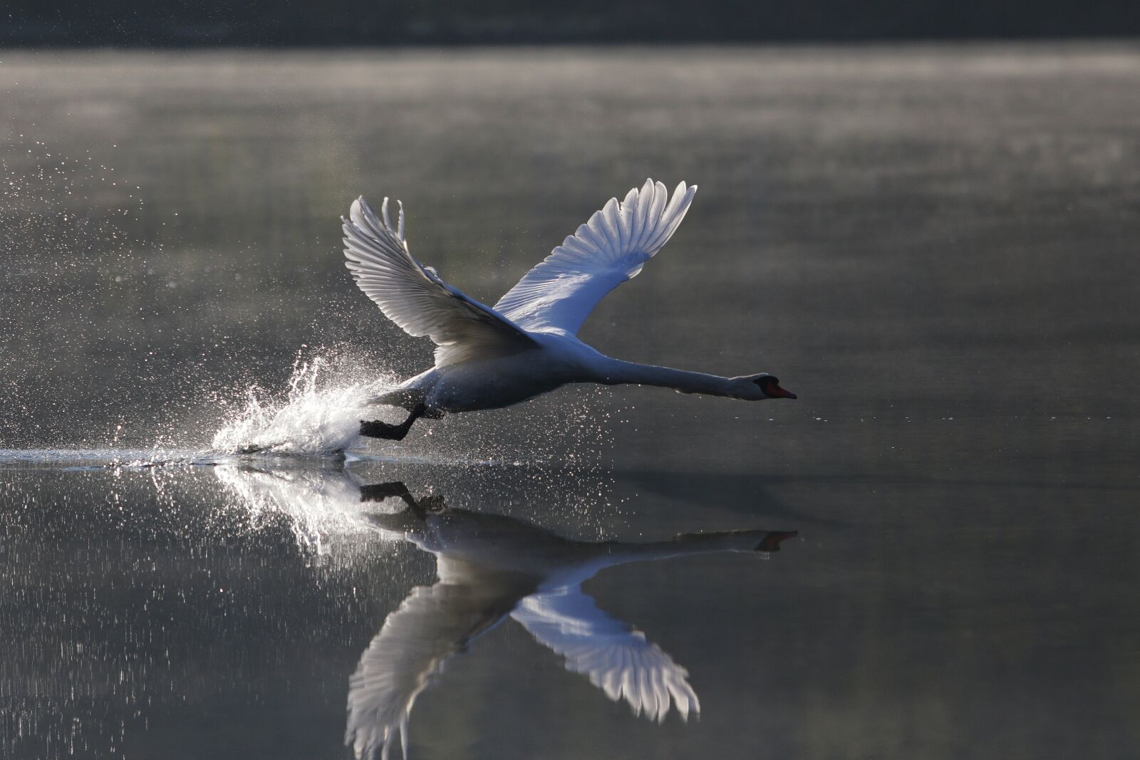 Canon EF 70-200mm F2.8L USM sample photo. Swan, water, start photography