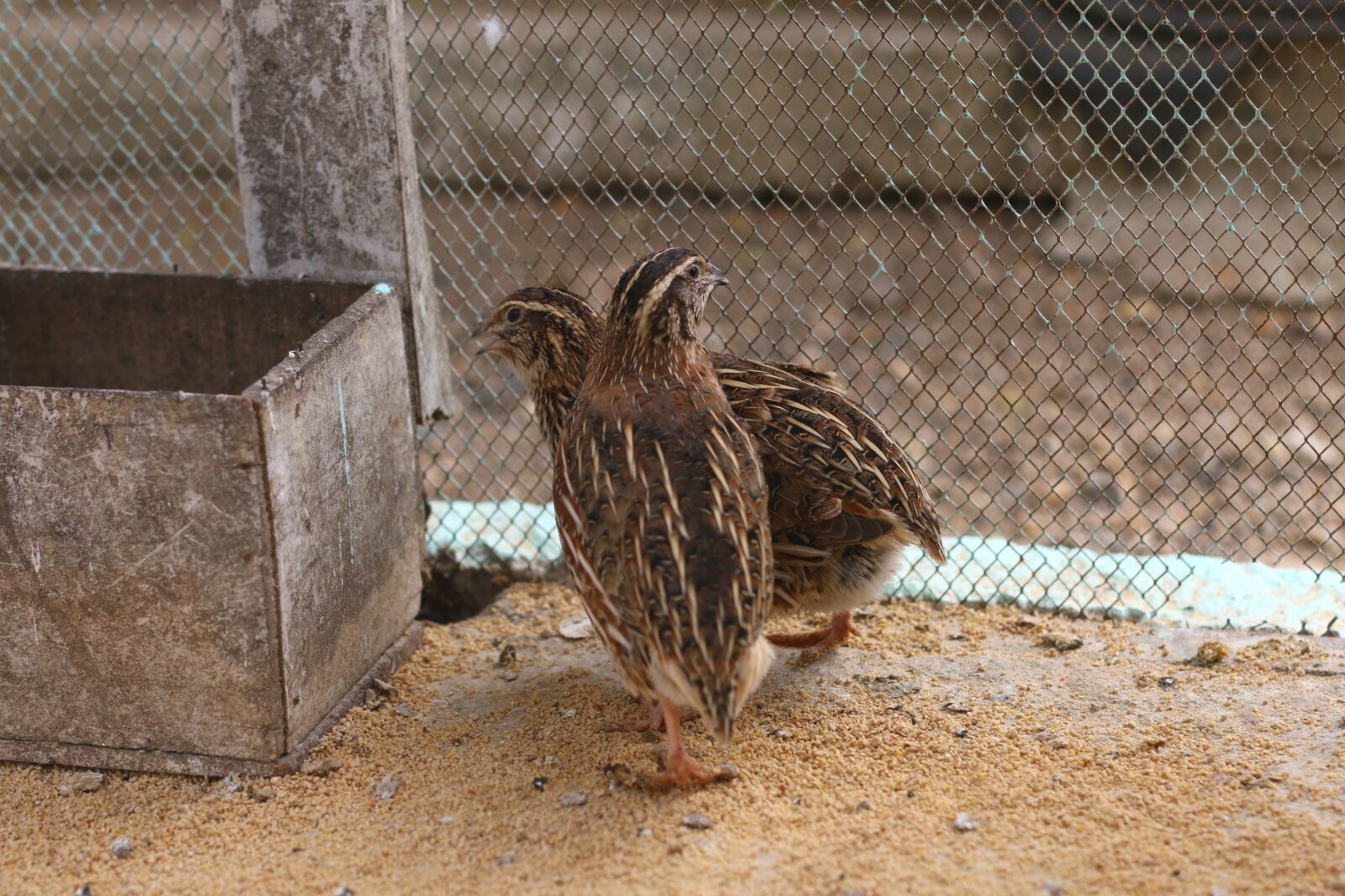 Canon EOS 70D + Canon EF 50mm F1.8 II sample photo. Animals, loro, pajaro photography