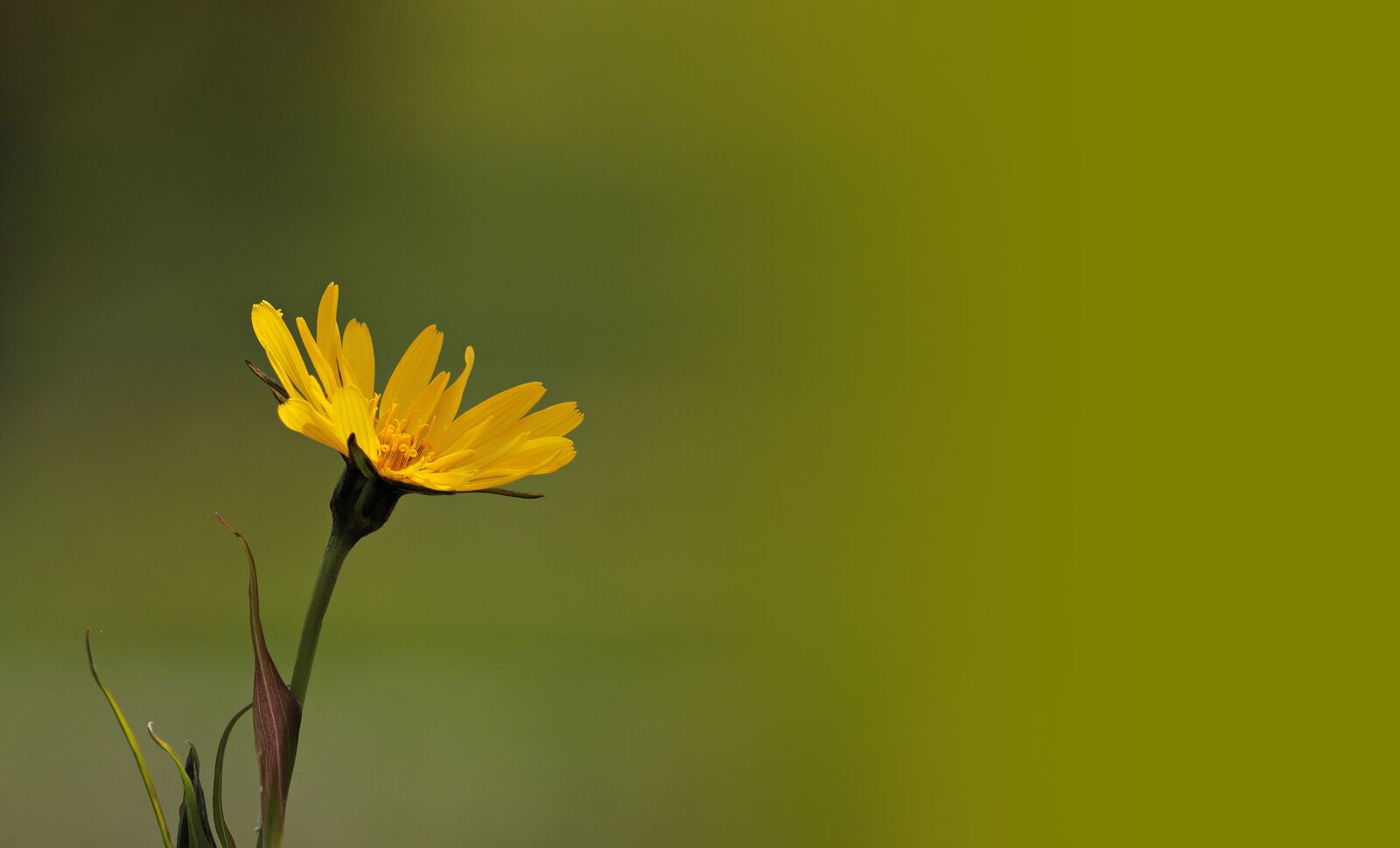 Canon EF-S 55-250mm F4-5.6 IS STM sample photo. Flower, yellow flower, yellow photography