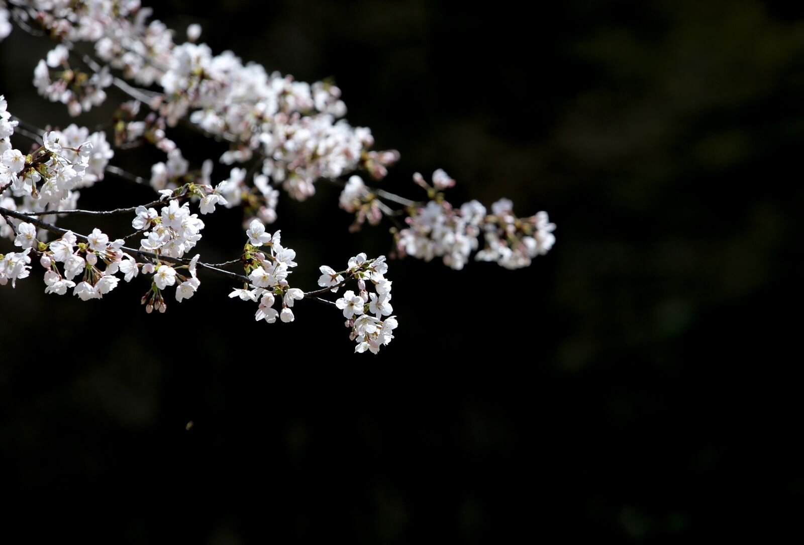 Canon EF 70-200mm F2.8L IS USM sample photo. Cherry flowers, white flowers photography