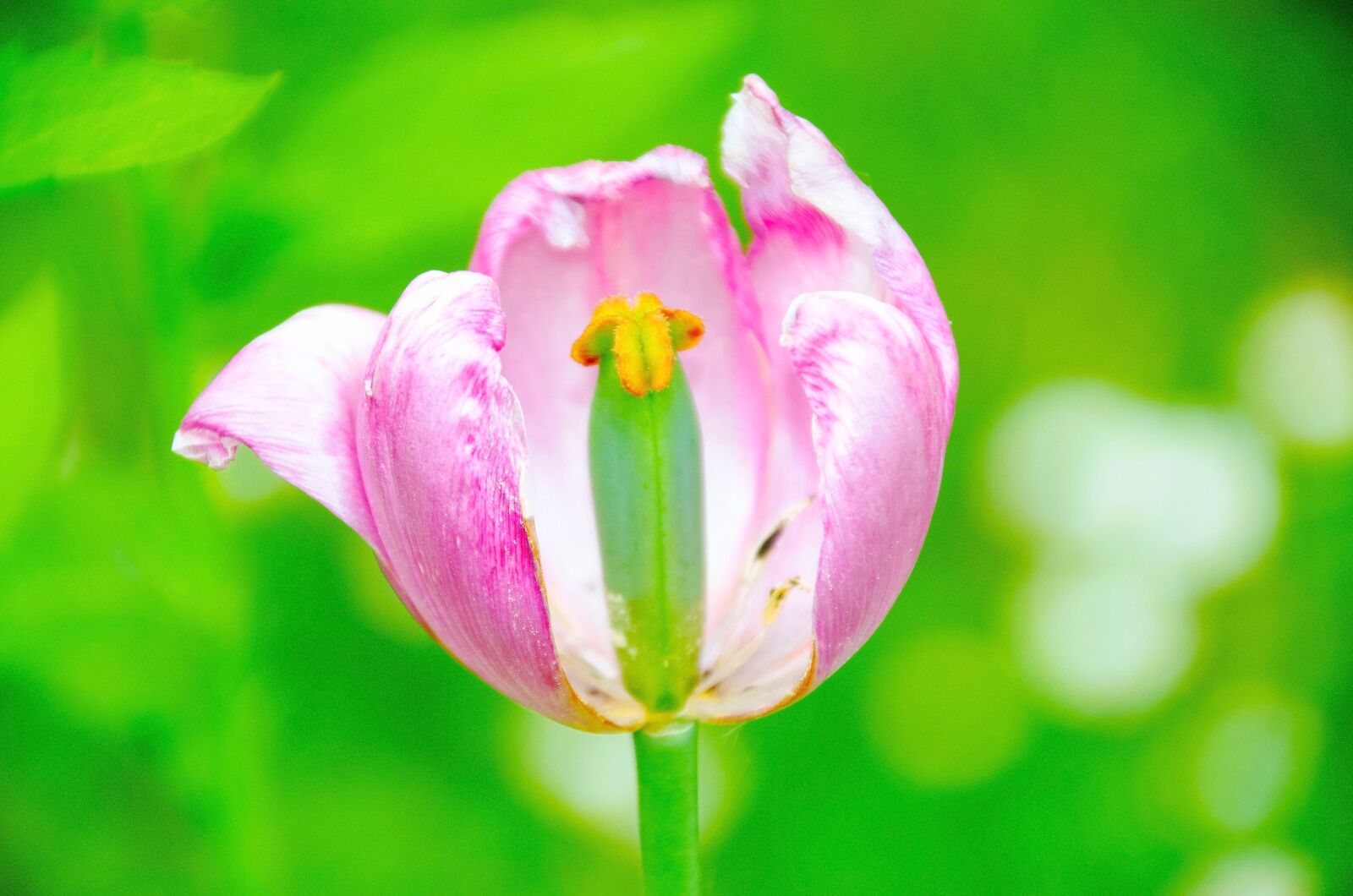 Nikon D7000 sample photo. Blossom, bloom, pink photography