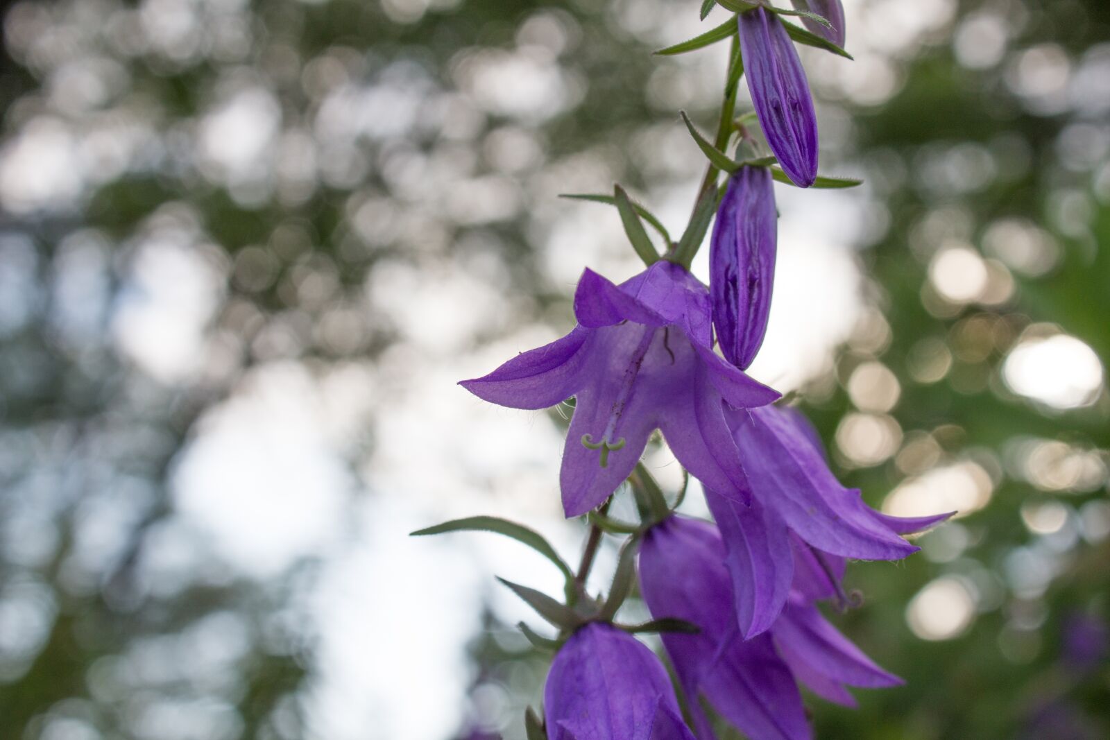 Canon EOS 1200D (EOS Rebel T5 / EOS Kiss X70 / EOS Hi) sample photo. Bluebell, spotted, flower photography