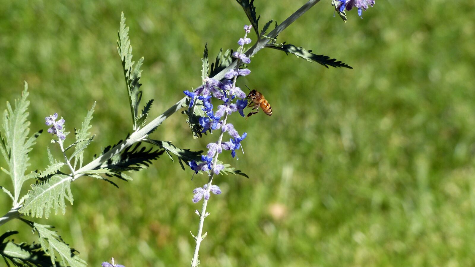 Panasonic Lumix DMC-FZ200 sample photo. Animal, insect, honey bee photography