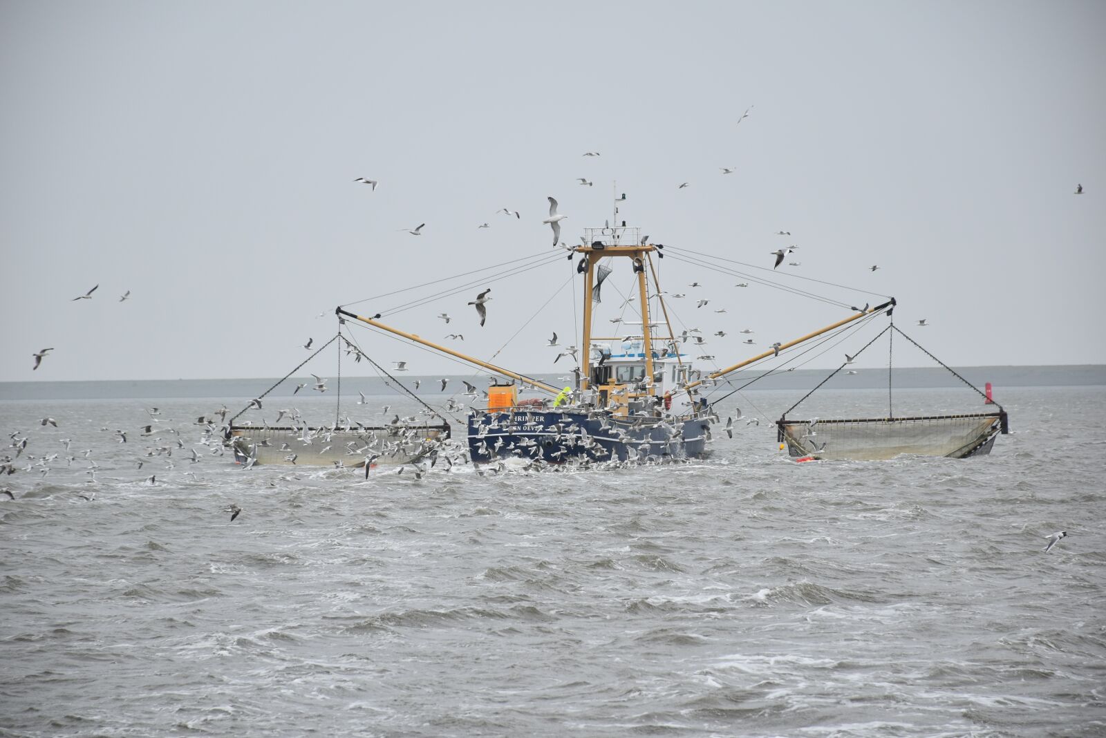 Nikon D5600 sample photo. Fish, seagulls, seagull photography