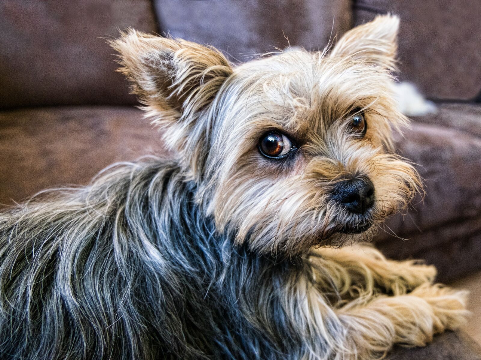 Fujifilm XC 16-50mm F3.5-5.6 OIS II sample photo. Dog, pet, yorkshire photography