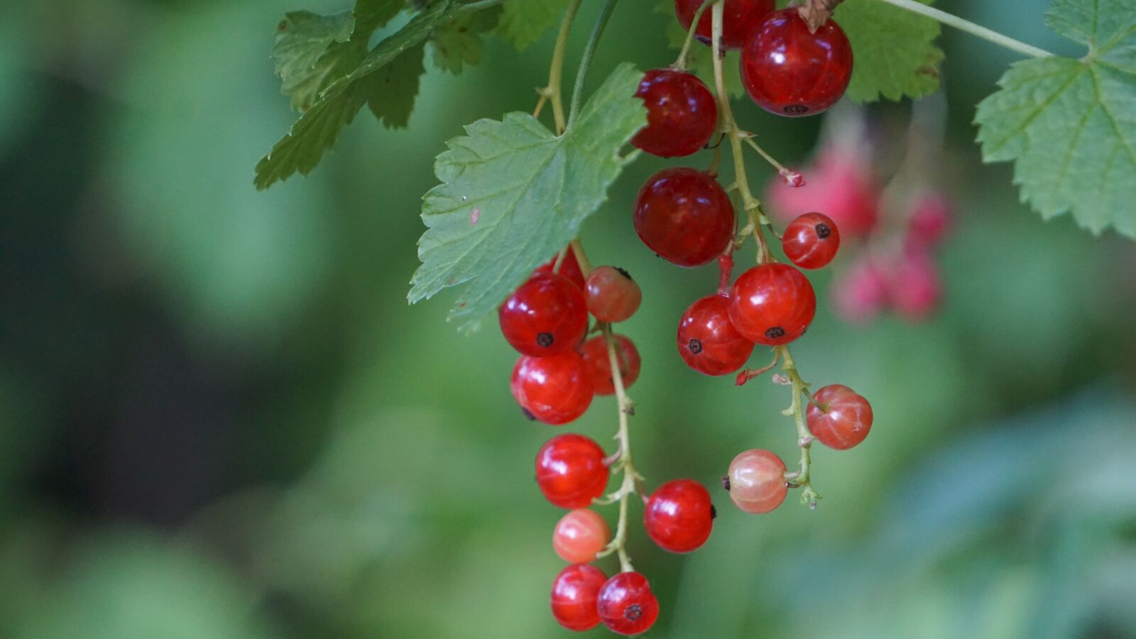 Sony a6000 sample photo. Fruit, currants, macro photography