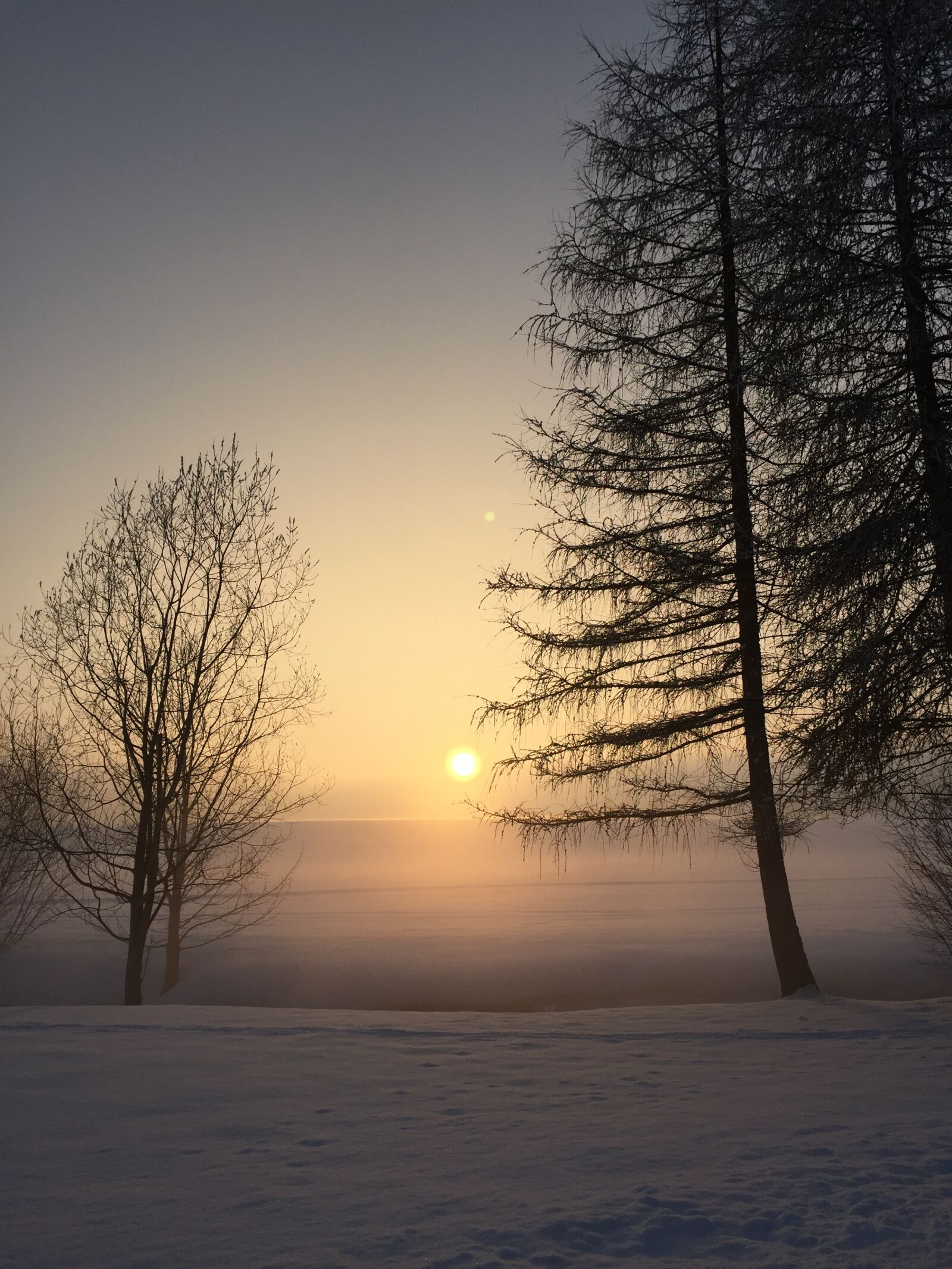 Apple iPhone 6 sample photo. Tree, sun, fog photography