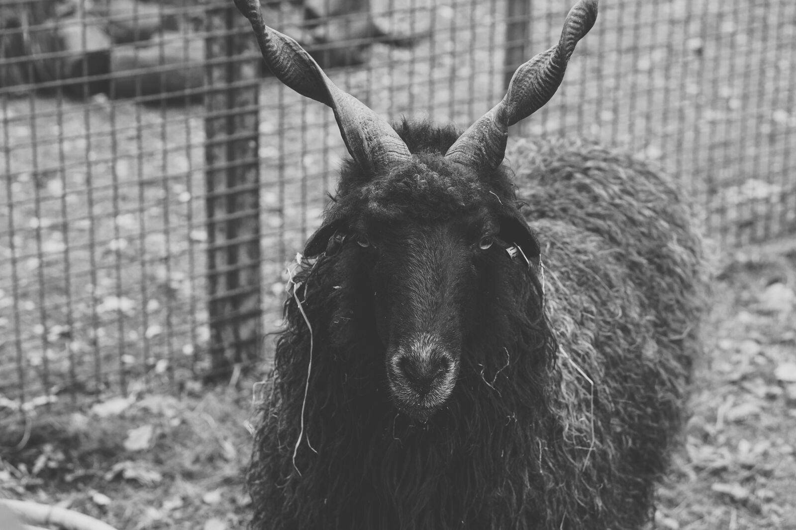 E 50mm F1.8 OSS sample photo. Sheep, black, horns photography