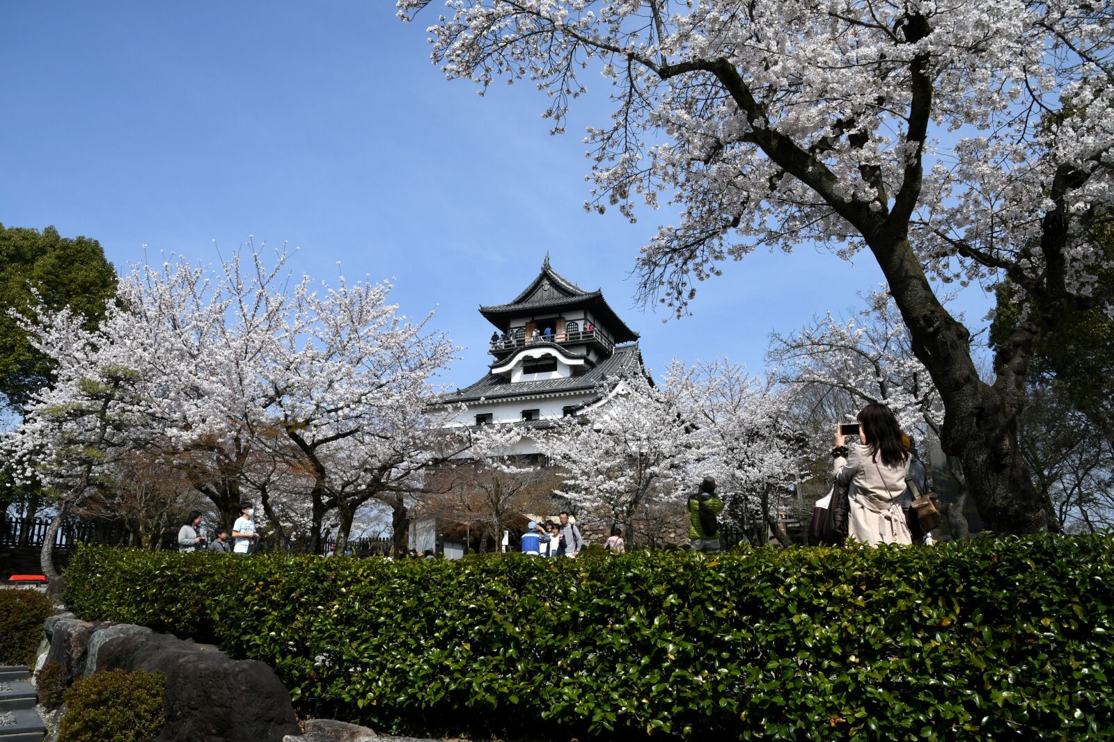 Nikon D500 sample photo. It, castle, inuyama photography