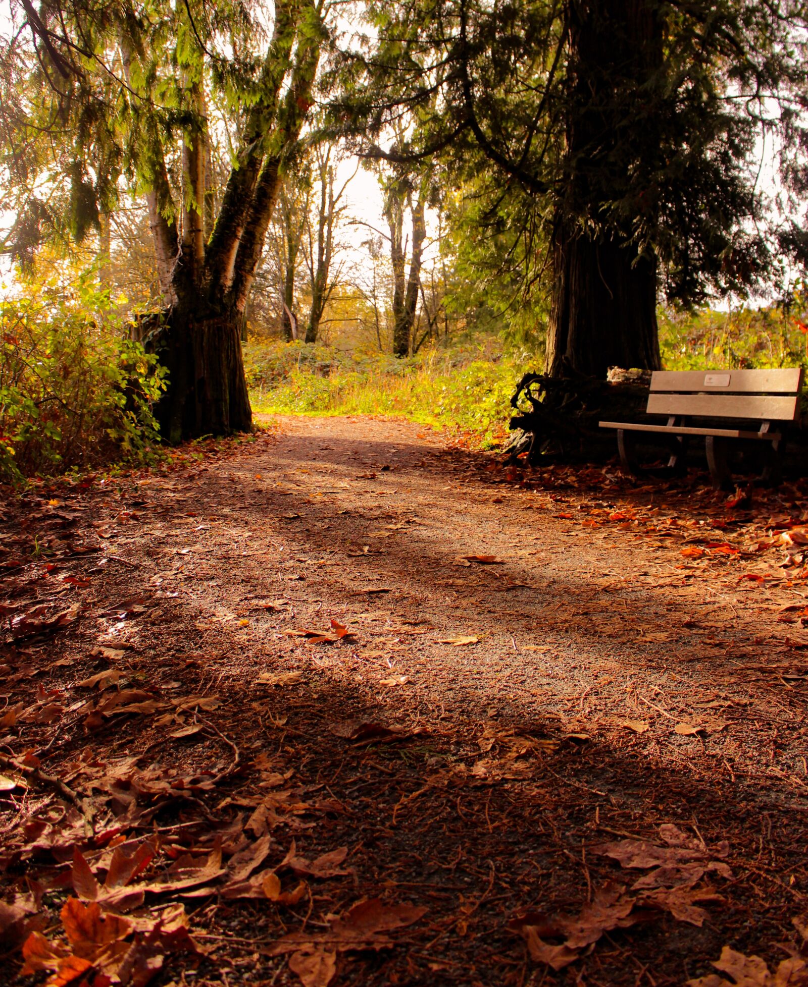 Canon EOS 700D (EOS Rebel T5i / EOS Kiss X7i) sample photo. Autumn, leaves, sunset photography