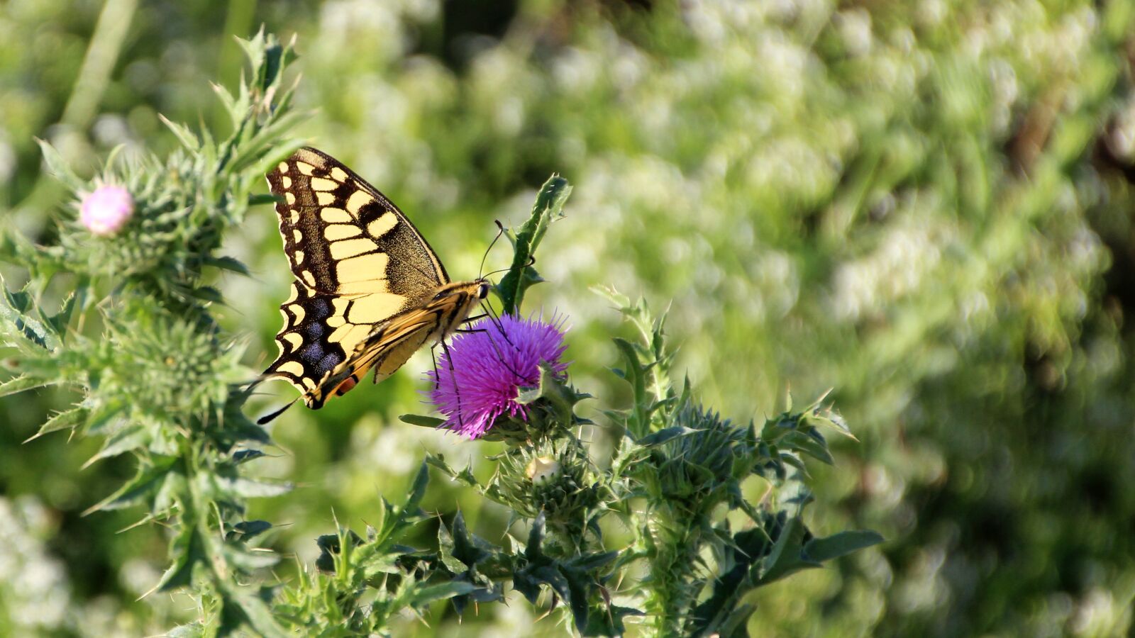 Canon EOS 600D (Rebel EOS T3i / EOS Kiss X5) sample photo. Butterfly, meadow, nature photography