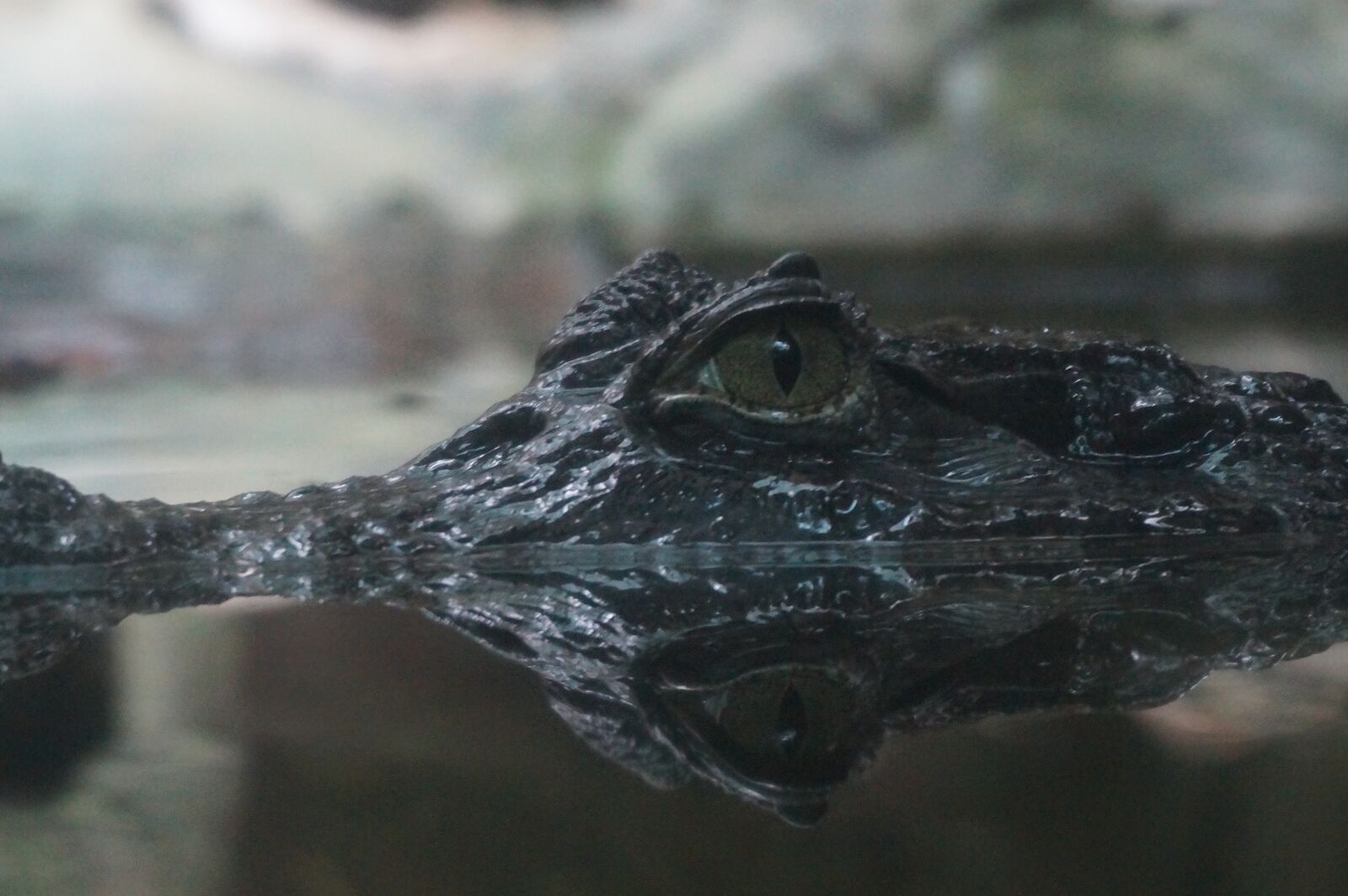 Sony Alpha NEX-3N + Sony E 16-50mm F3.5-5.6 PZ OSS sample photo. Crocodile, animals, alligator photography