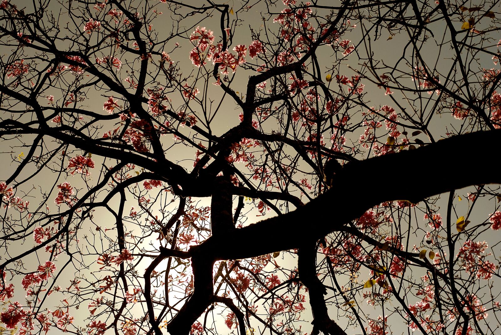 Nikon D3000 sample photo. Tree, flower, nature photography