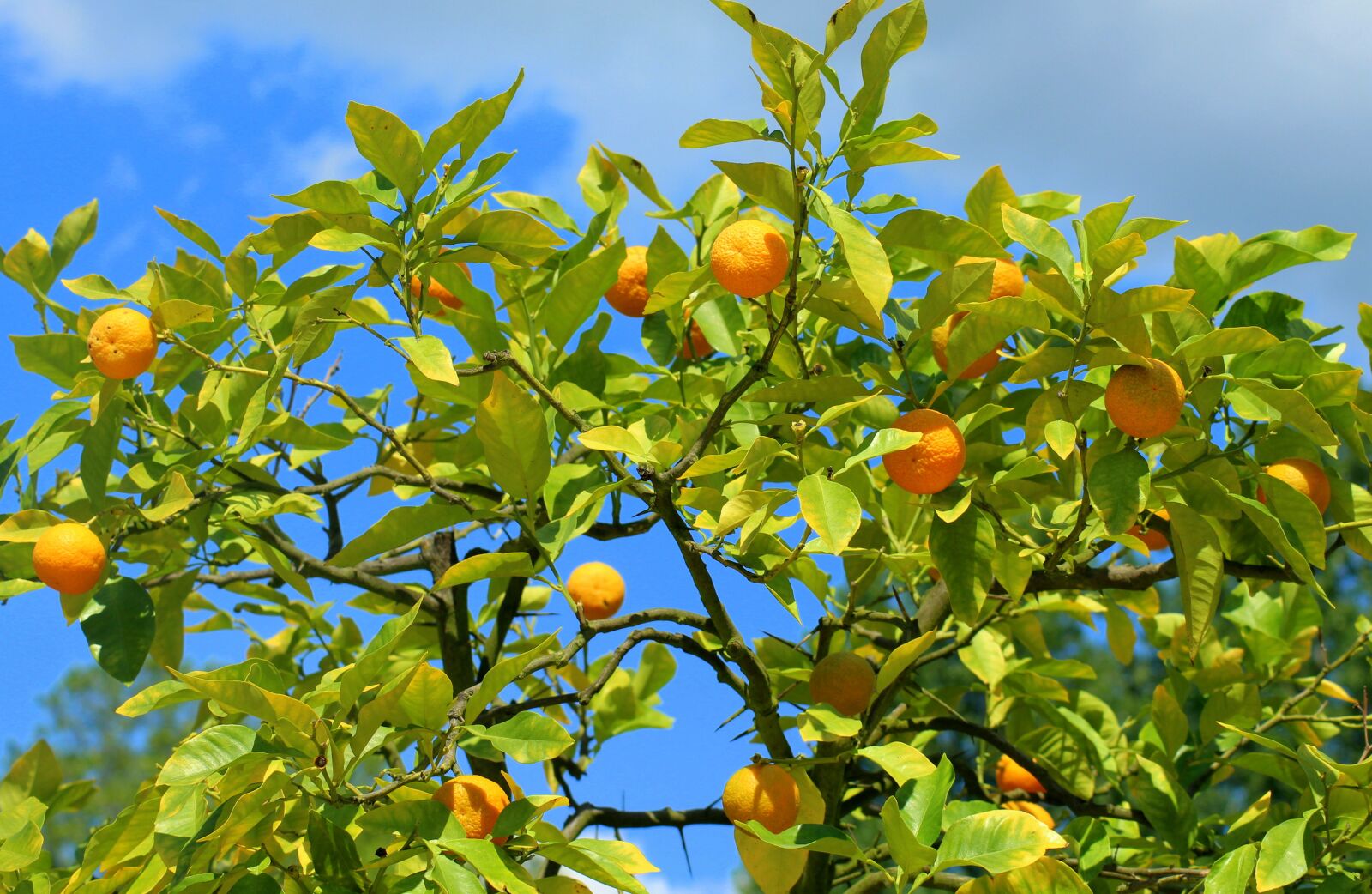 Canon EOS 1200D (EOS Rebel T5 / EOS Kiss X70 / EOS Hi) sample photo. Mandarins, tree, fruit photography