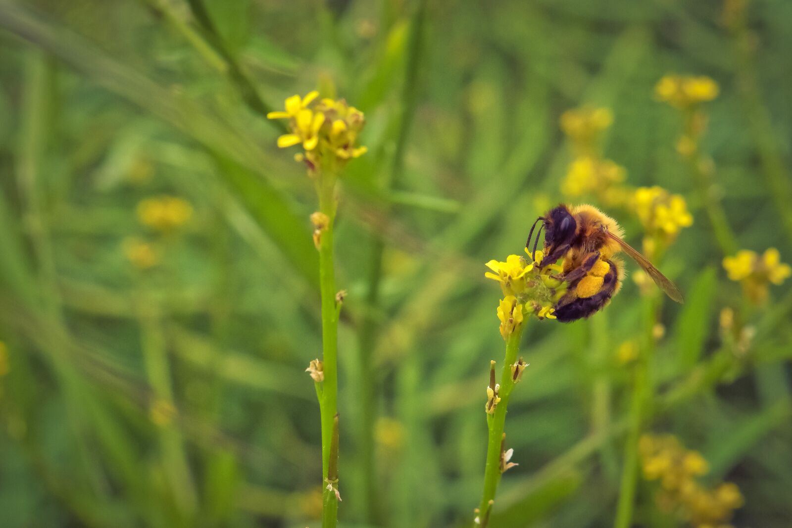 Nikon D3300 sample photo. Bee, insect, pollen photography