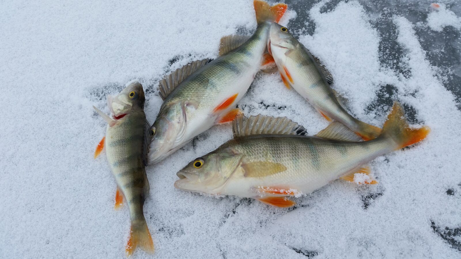 Samsung Galaxy S5 sample photo. Ice fishing, perch, ice photography