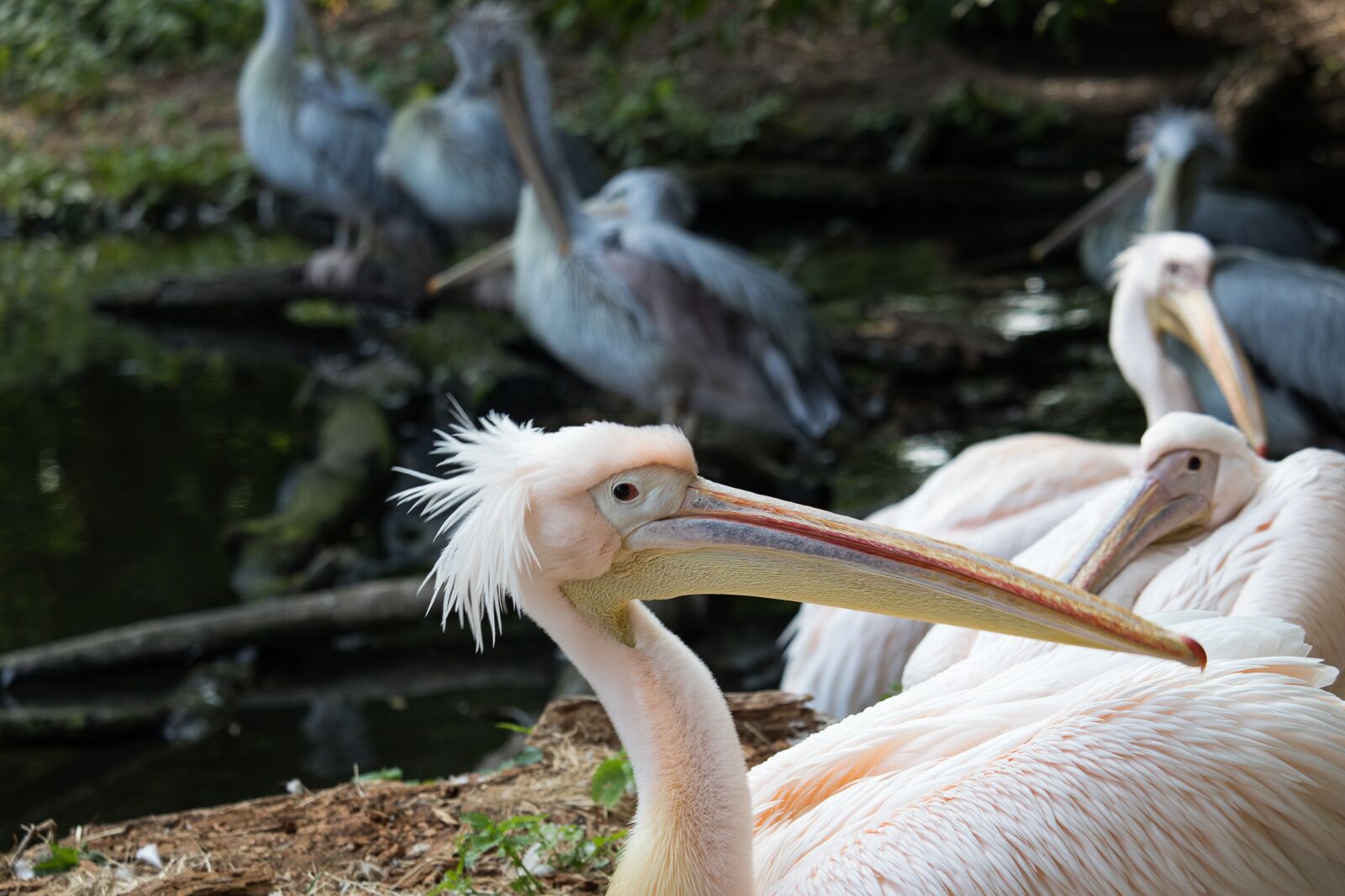 Canon EF-S 55-250mm F4-5.6 IS STM sample photo. Pelikan, bird, animal photography