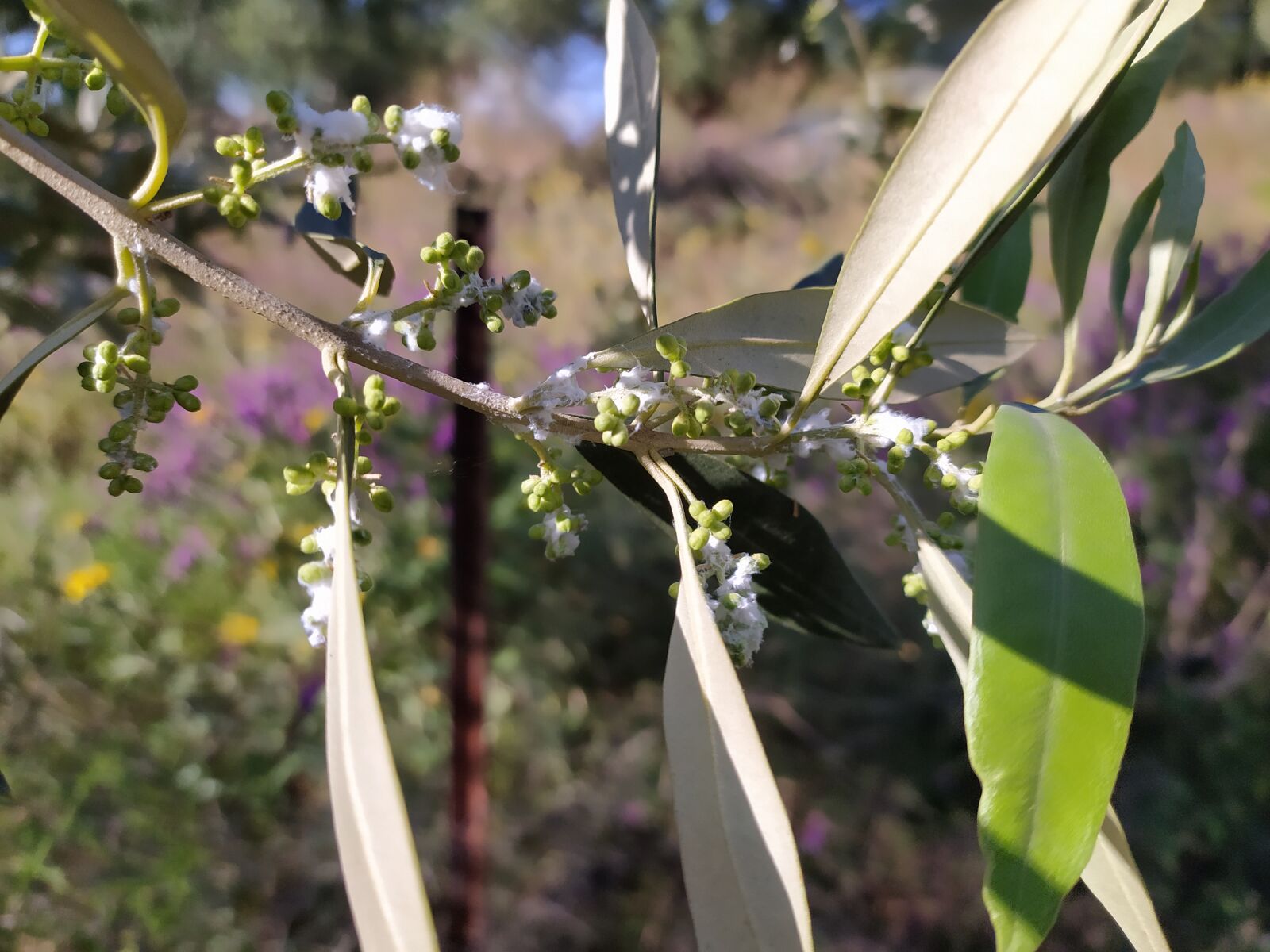 Xiaomi Redmi Note 8T sample photo. Olive branches, flowers olive photography