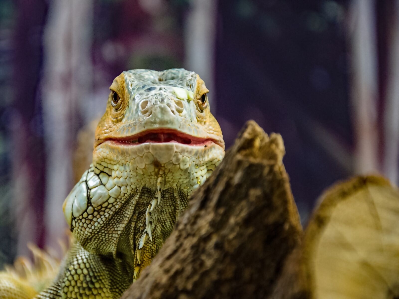 Nikon D90 sample photo. Iguana, reptile, scale photography