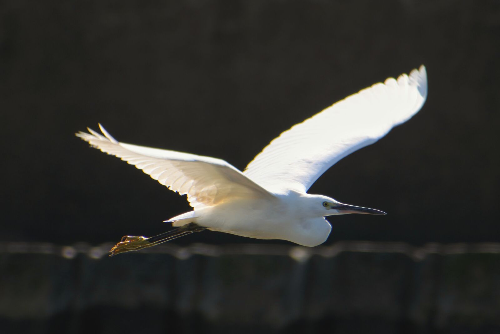 VR 70-300mm f/4.5-6.3G sample photo. Animal, sea, breakwater photography