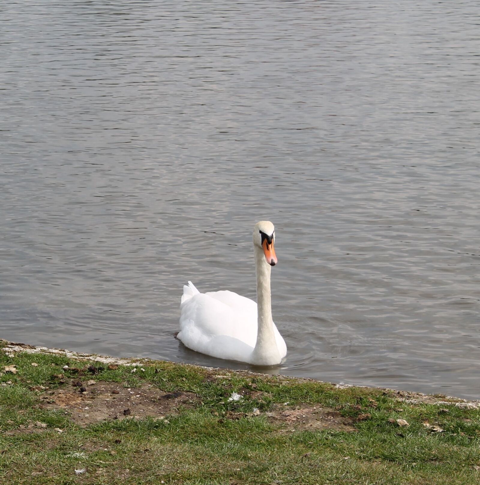 Canon EOS 1100D (EOS Rebel T3 / EOS Kiss X50) sample photo. Swan, elegance, elegant photography