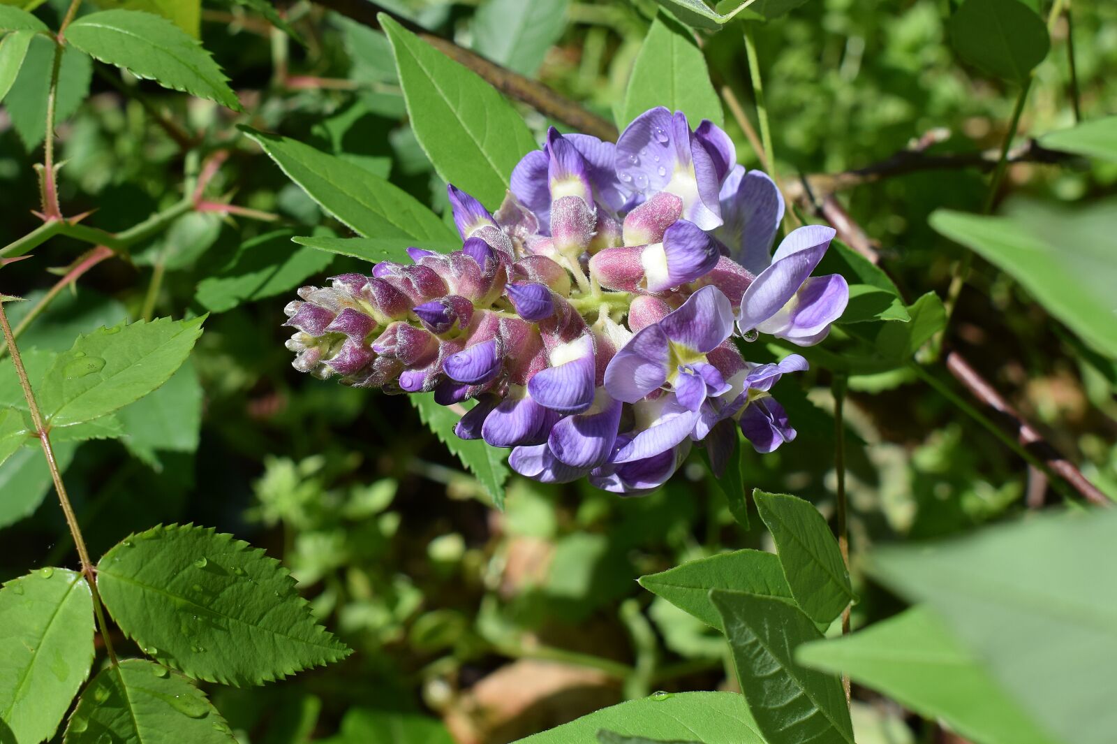 Nikon D3300 sample photo. Rain-wet wisteria, raindrops, flower photography