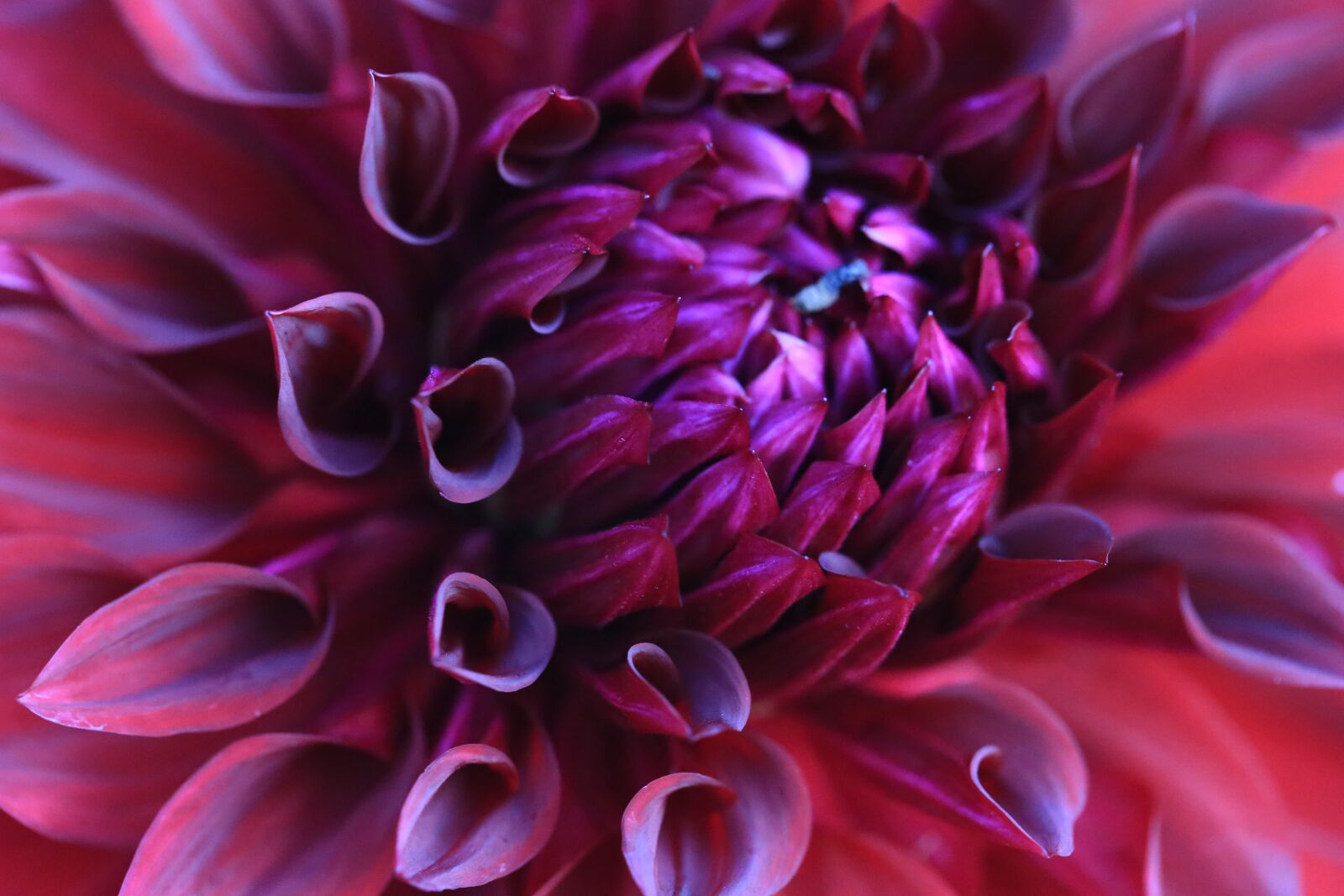 Canon EF 100mm F2.8L Macro IS USM sample photo. Dahlia, burgundy, flower photography