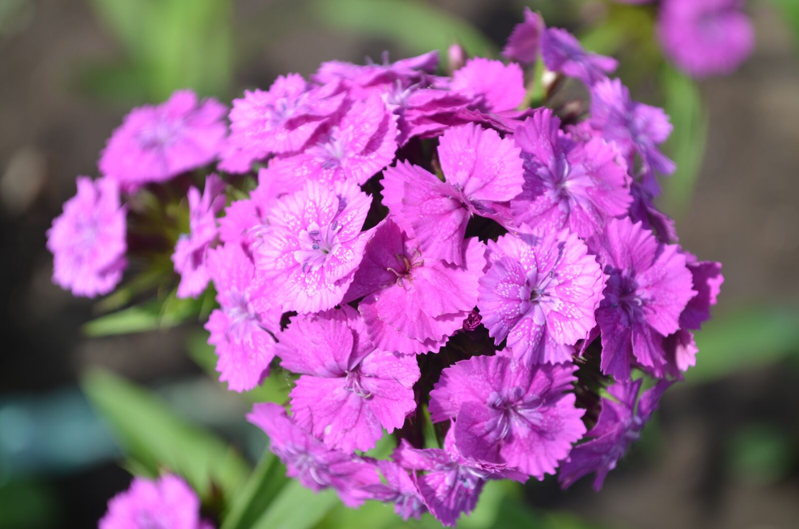 Nikon D5100 sample photo. Flower, pink flower, sweet-william photography