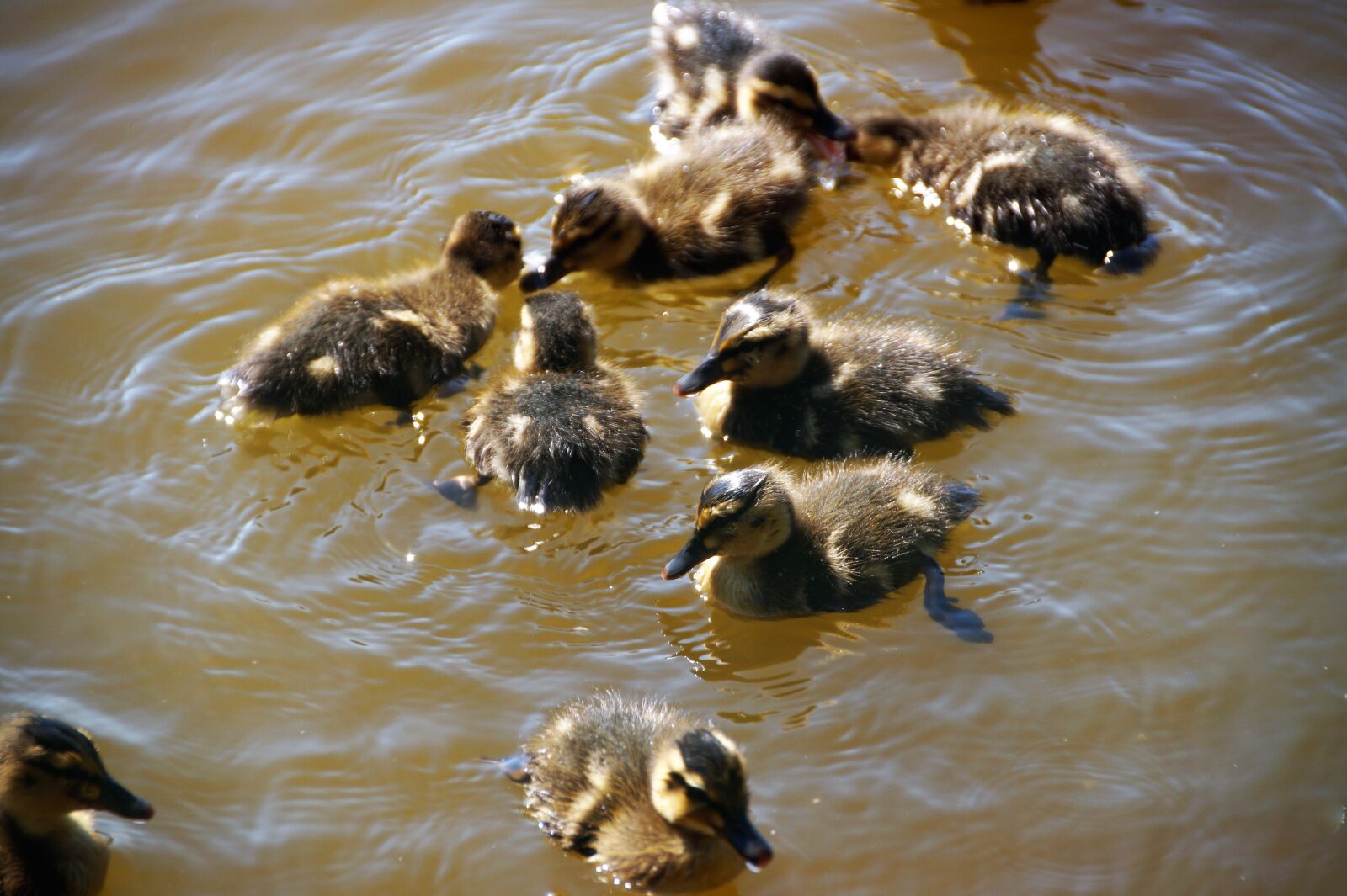 Sony SLT-A58 sample photo. Duck, wild, brood photography