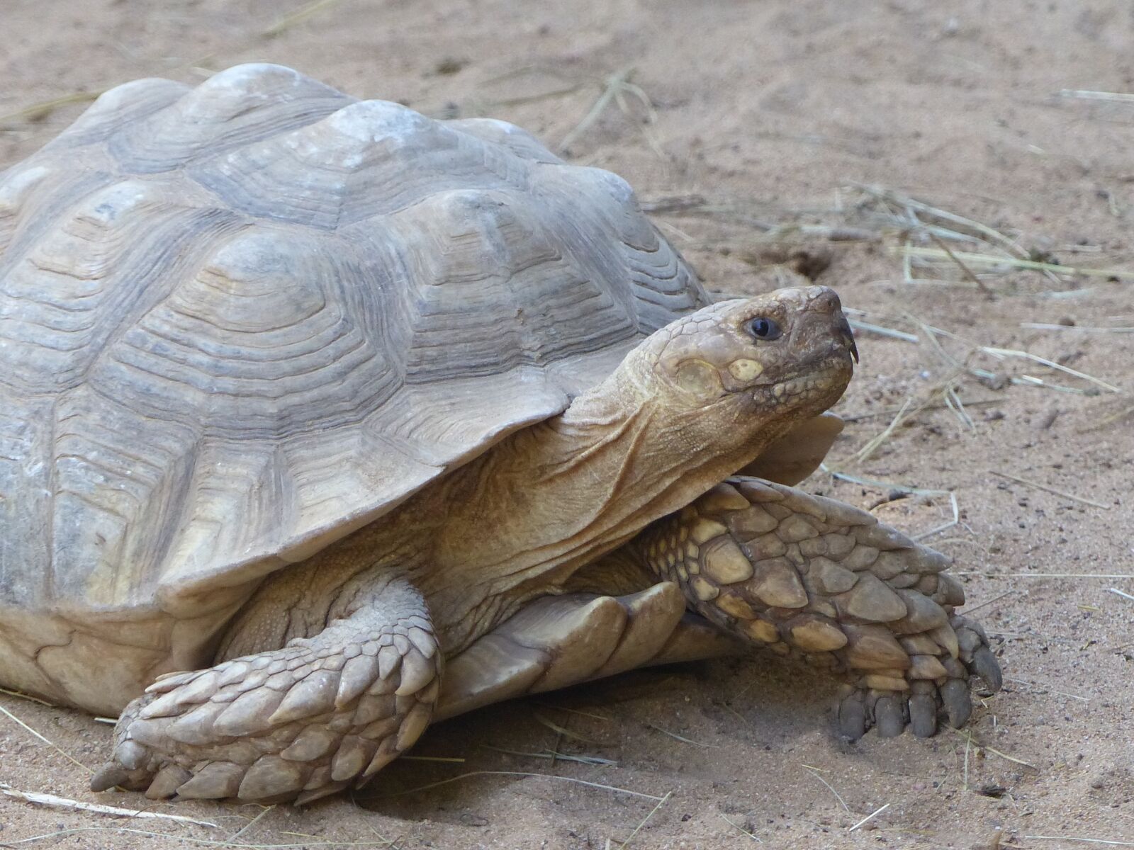 Panasonic Lumix DMC-FZ200 sample photo. Turtle, animals, slowly photography