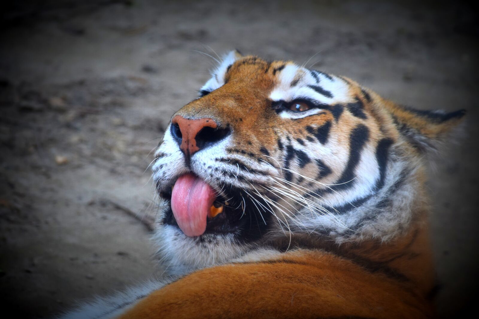 Nikon D3300 sample photo. Tiger, language, feline photography