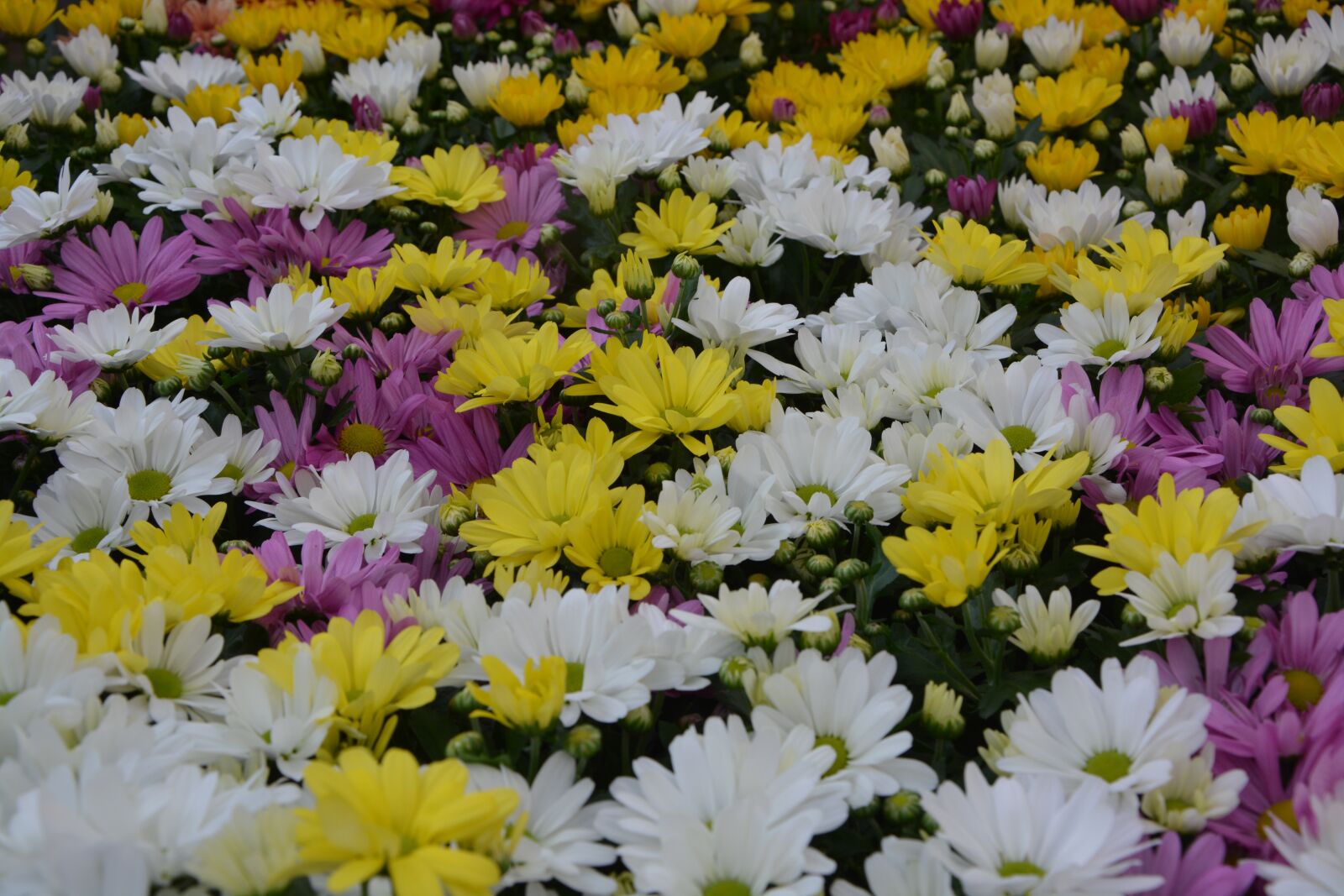 Nikon D5200 sample photo. Flowers, massif, plants photography