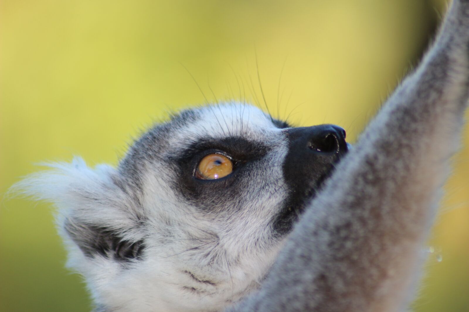 Canon EOS 100D (EOS Rebel SL1 / EOS Kiss X7) sample photo. Lemur, wild animal, zoo photography