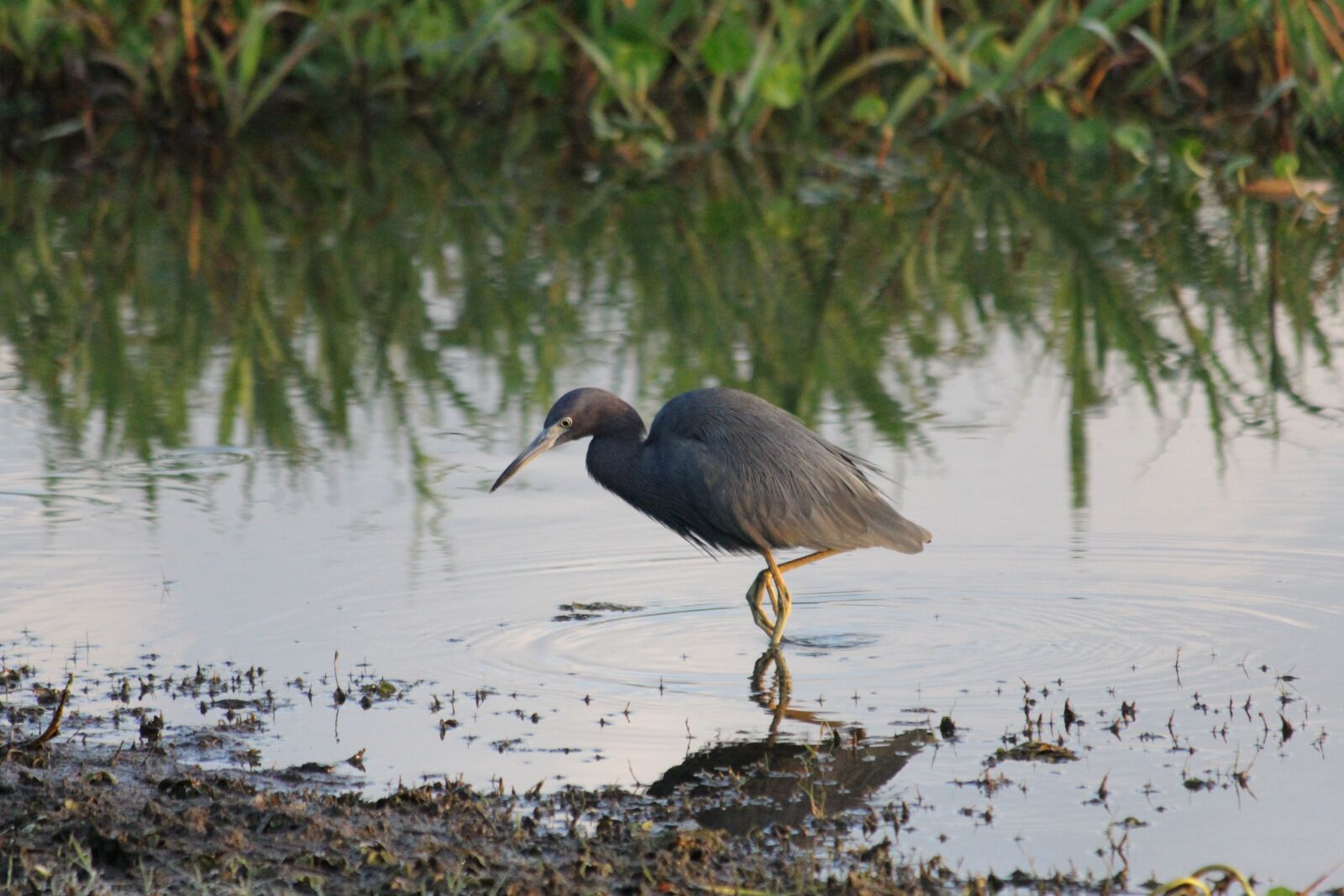 Canon EF 70-300mm F4-5.6 IS USM sample photo. Bird, wildlife, water photography