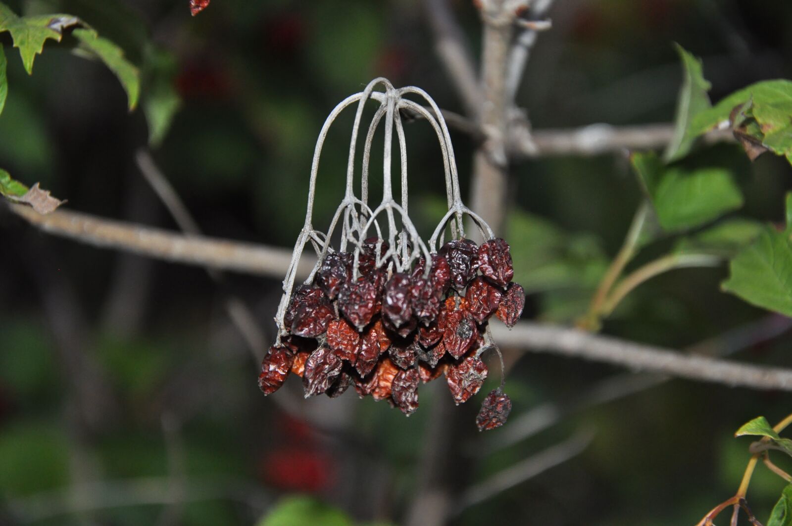 Nikon D90 sample photo. Berry, withers, fruit photography