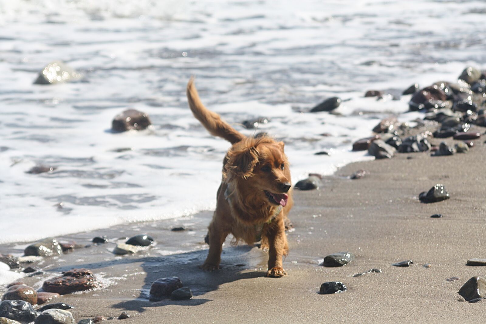 Canon EOS 1000D (EOS Digital Rebel XS / EOS Kiss F) sample photo. Dog, portrait, animal photography