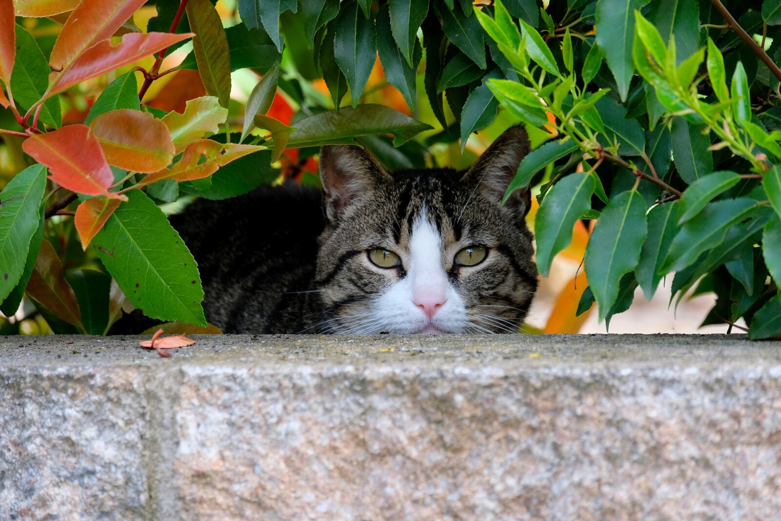 Fujifilm X-T20 sample photo. Cat, cat face, head photography